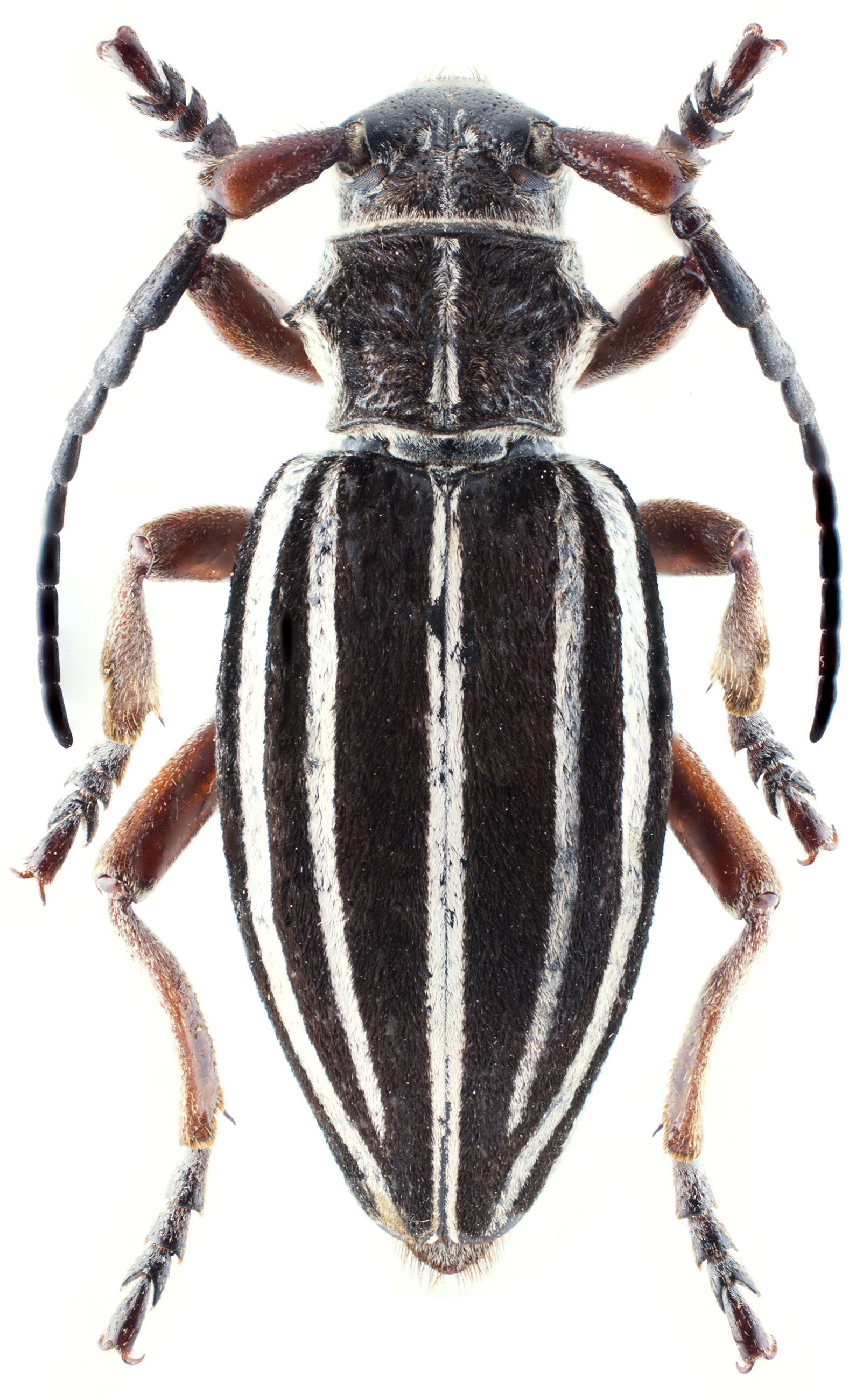 Dorcadion morozovi