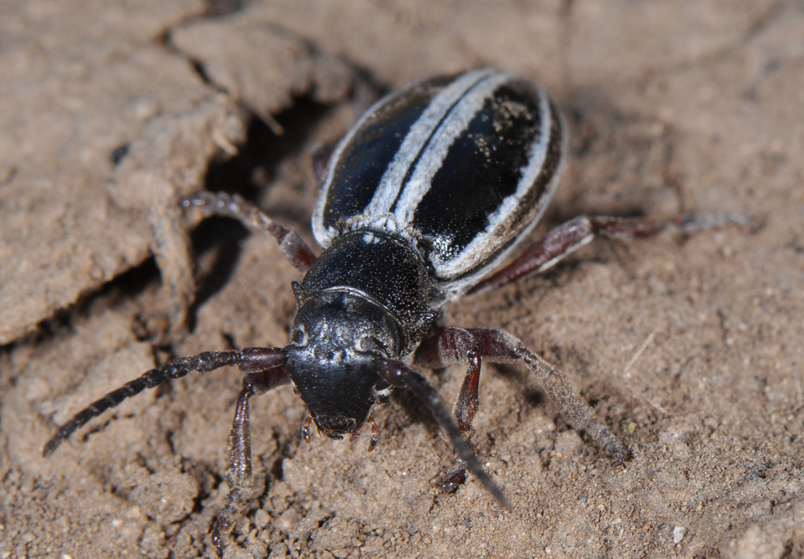 Dorcadion nitidum