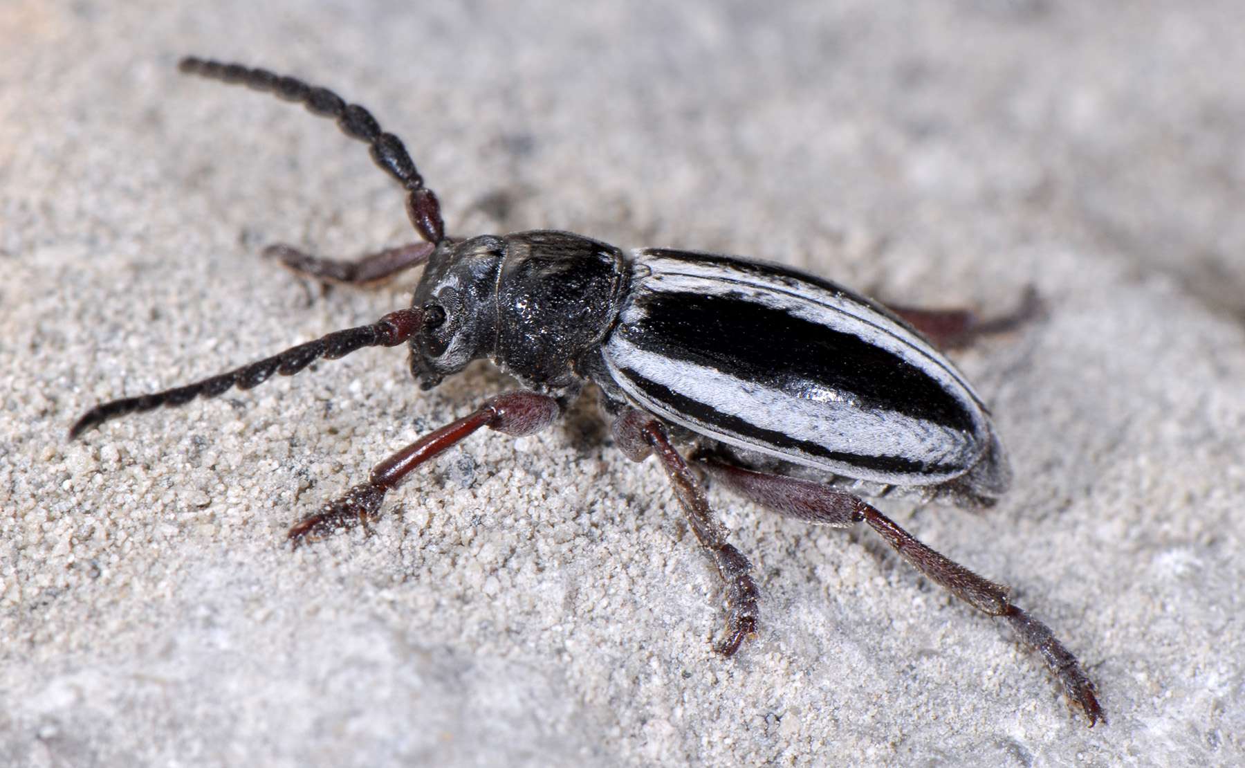 Dorcadion nitidum