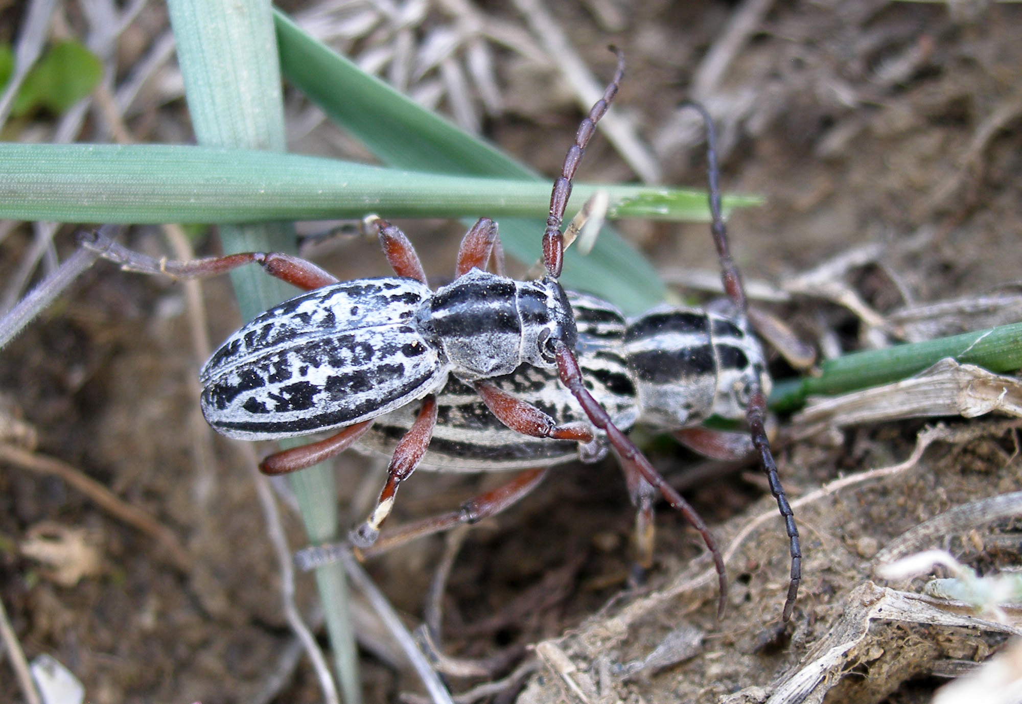 Dorcadion niveisparsum