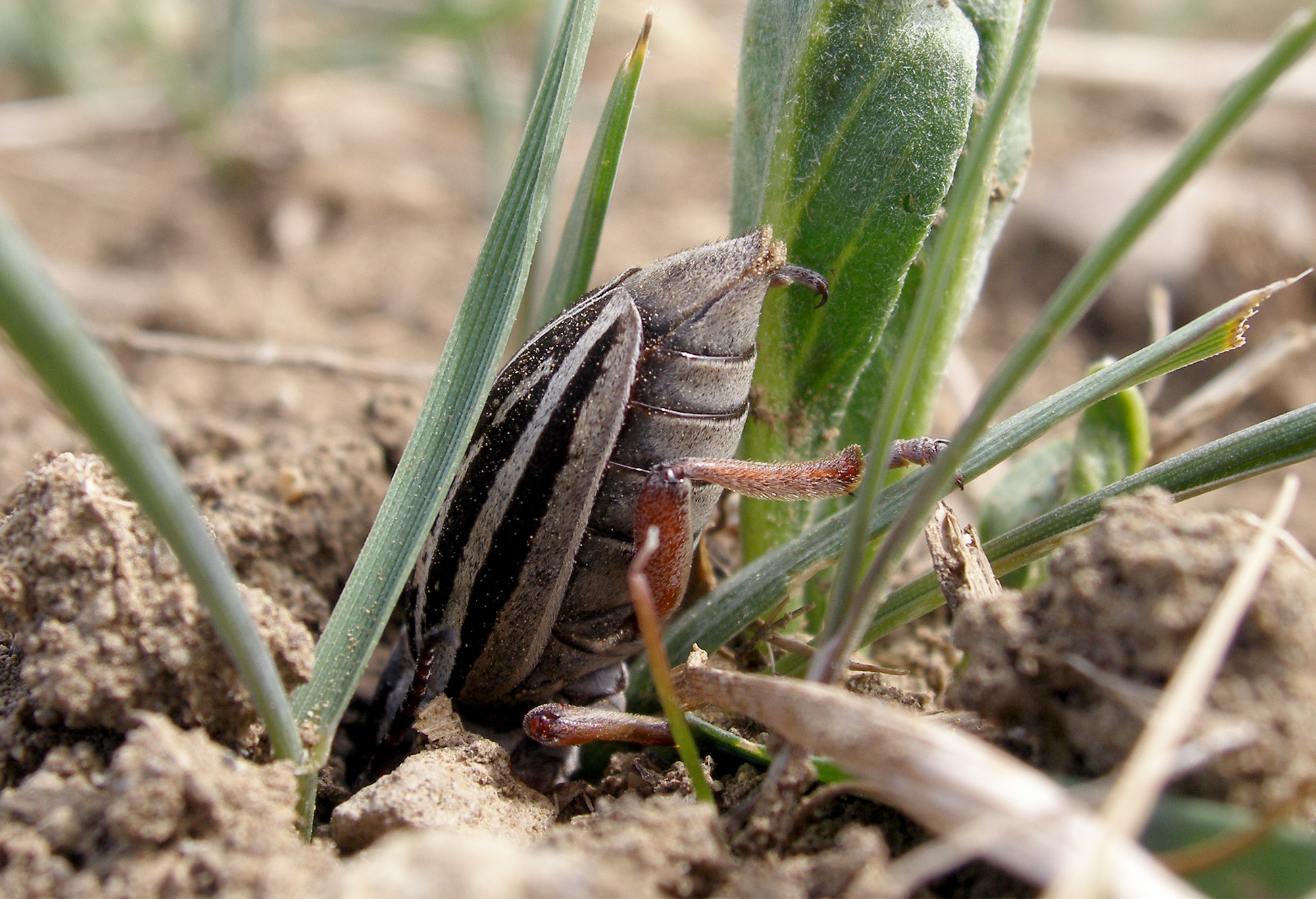 Dorcadion niveisparsum