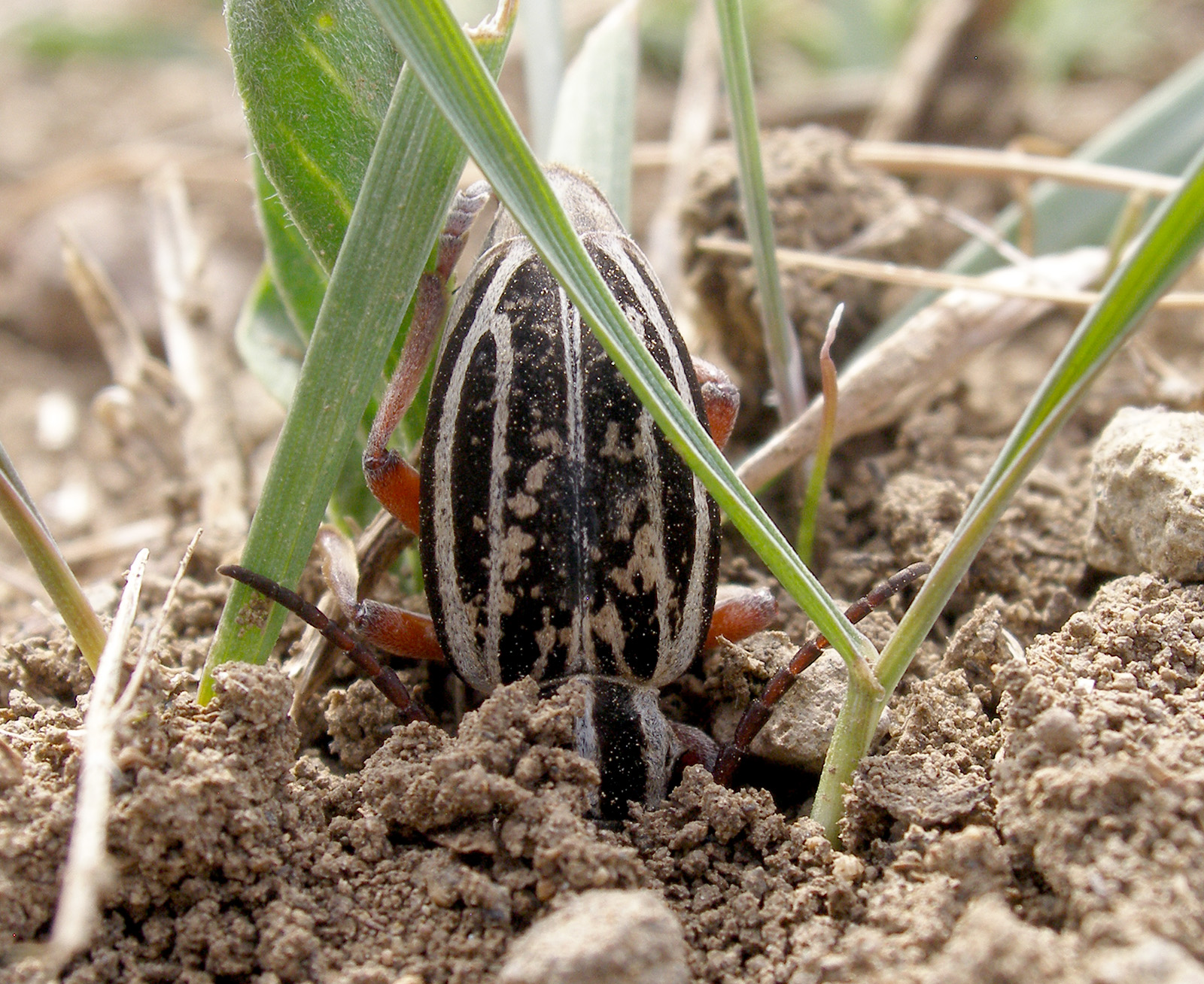 Dorcadion niveisparsum