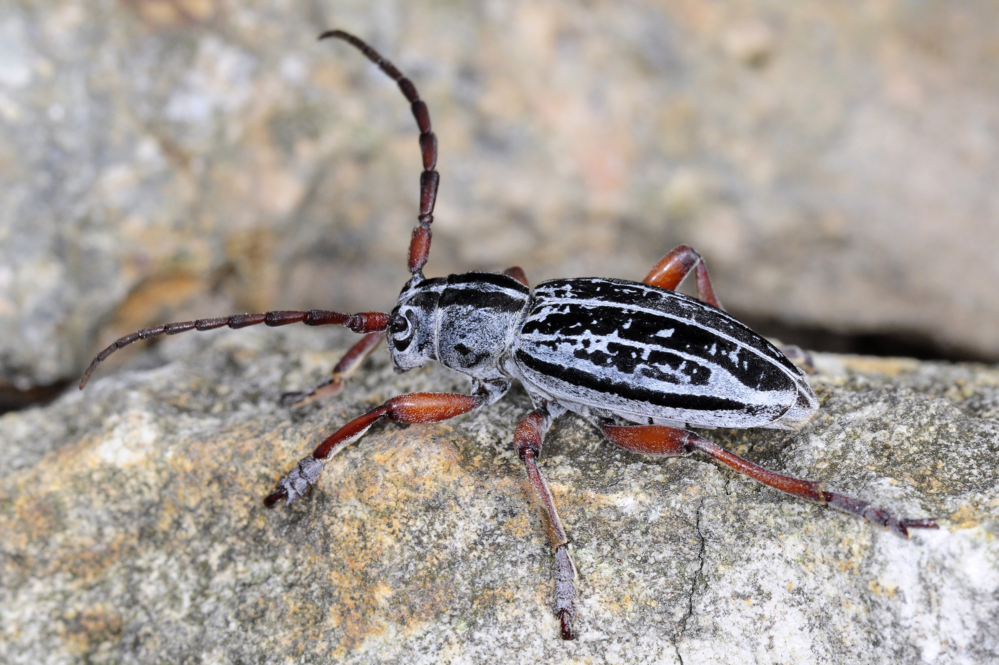 Dorcadion niveisparsum