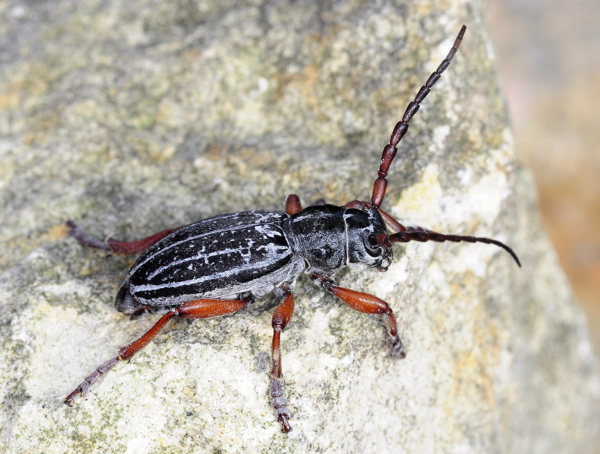 Dorcadion niveisparsum