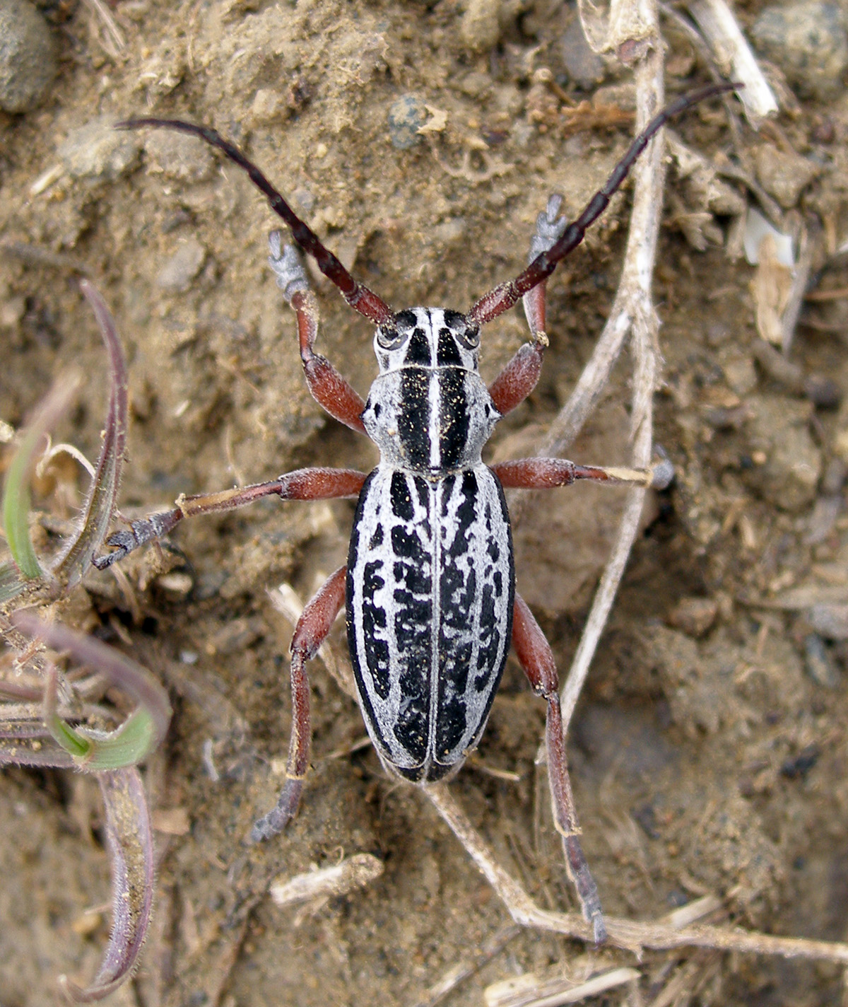 Dorcadion niveisparsum