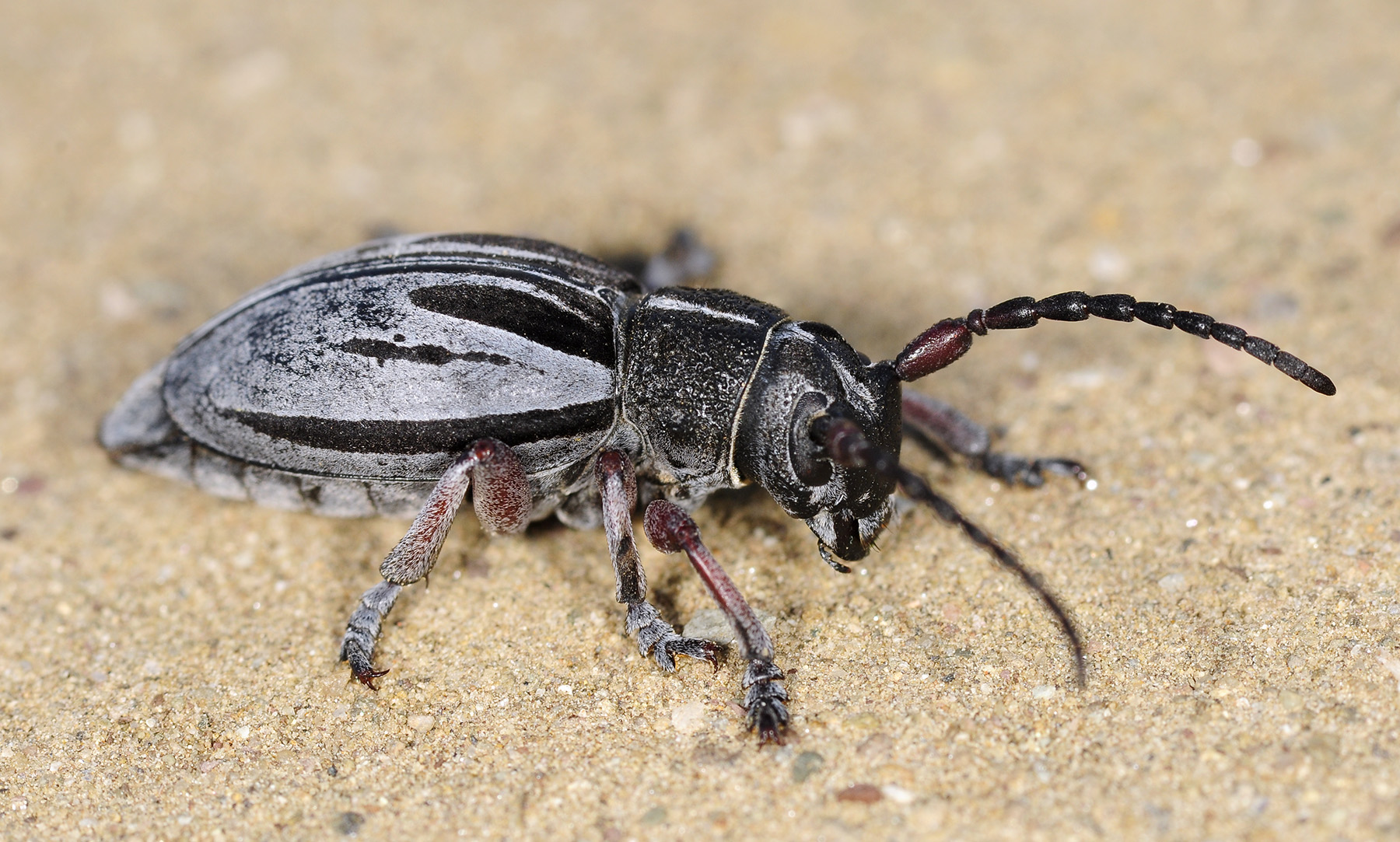 Dorcadion obenbergeri