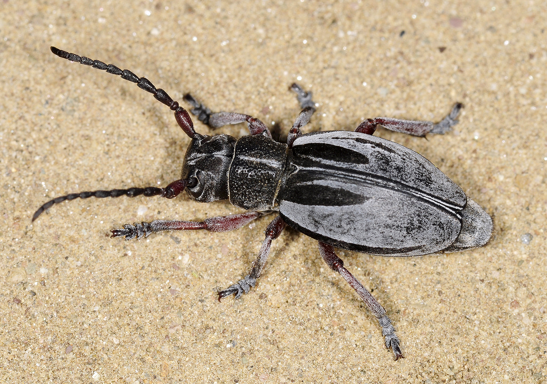 Dorcadion obenbergeri