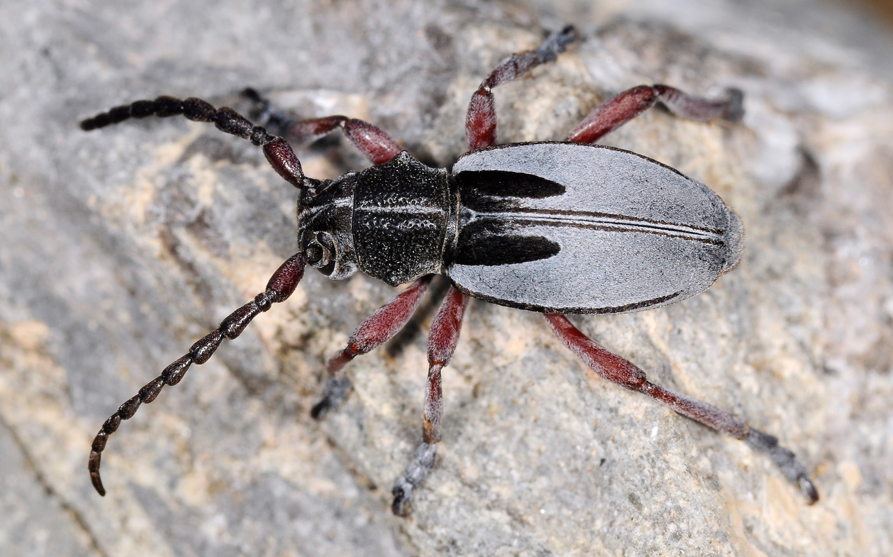 Dorcadion obenbergeri