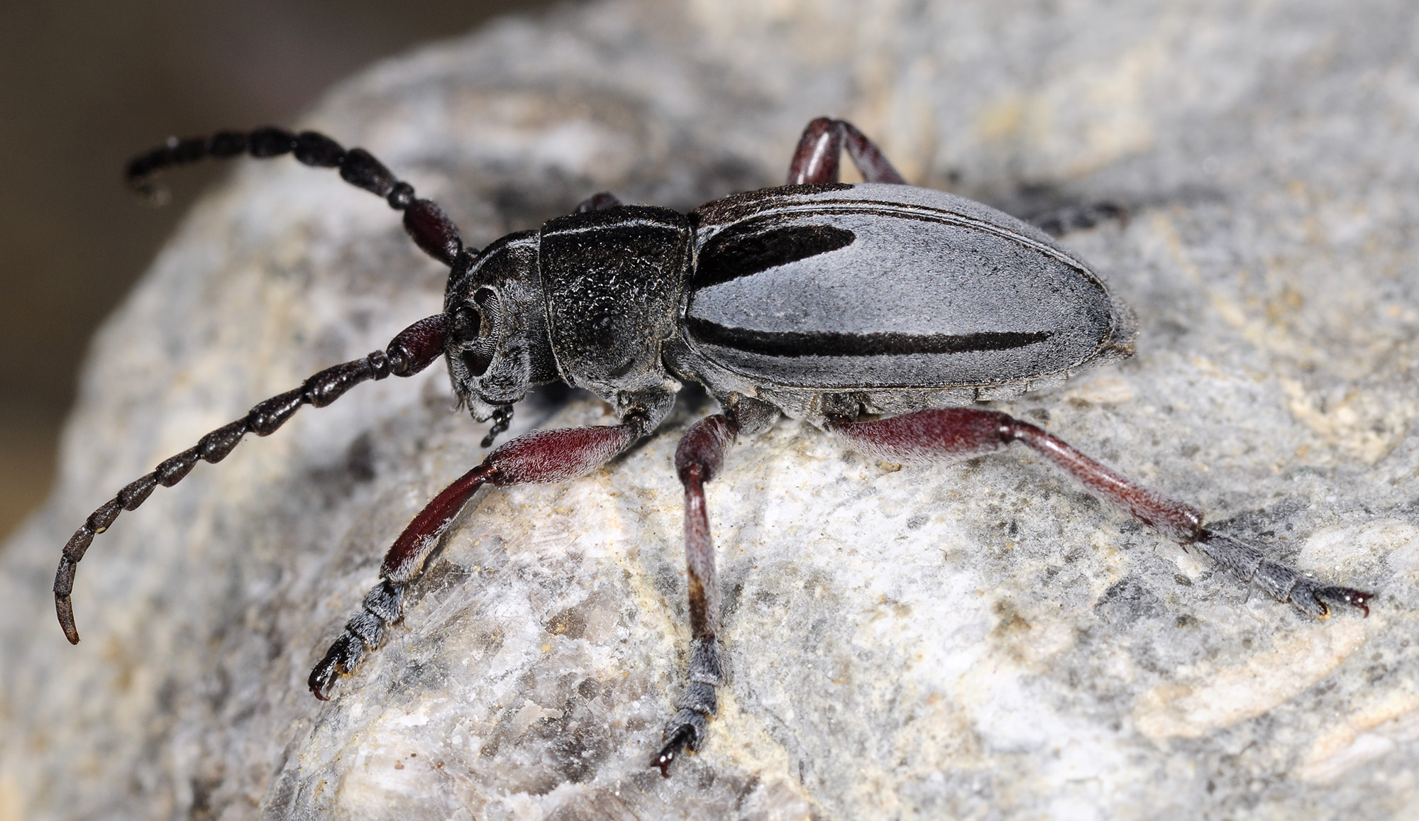 Dorcadion obenbergeri