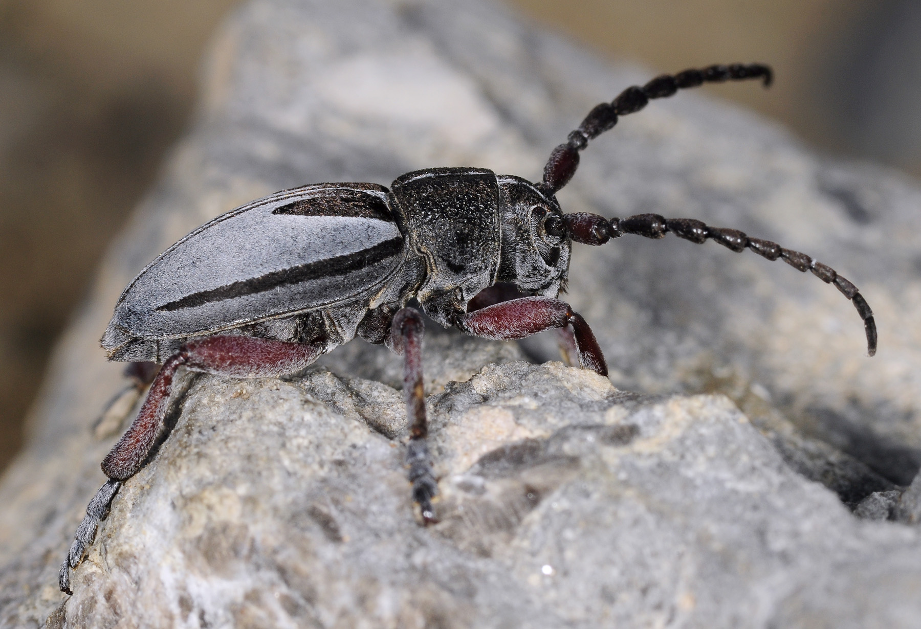 Dorcadion obenbergeri