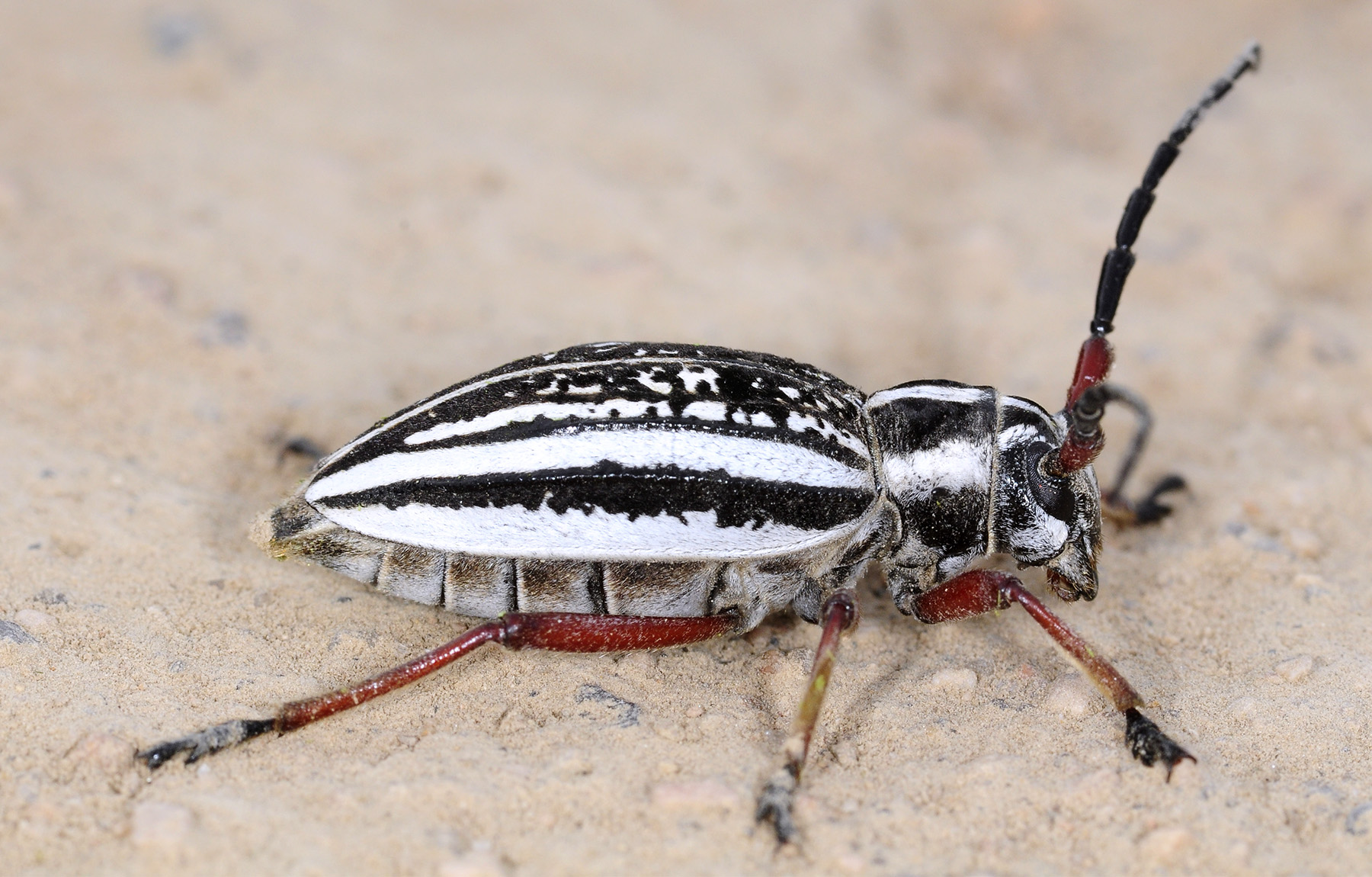 Dorcadion pantherinum desertum