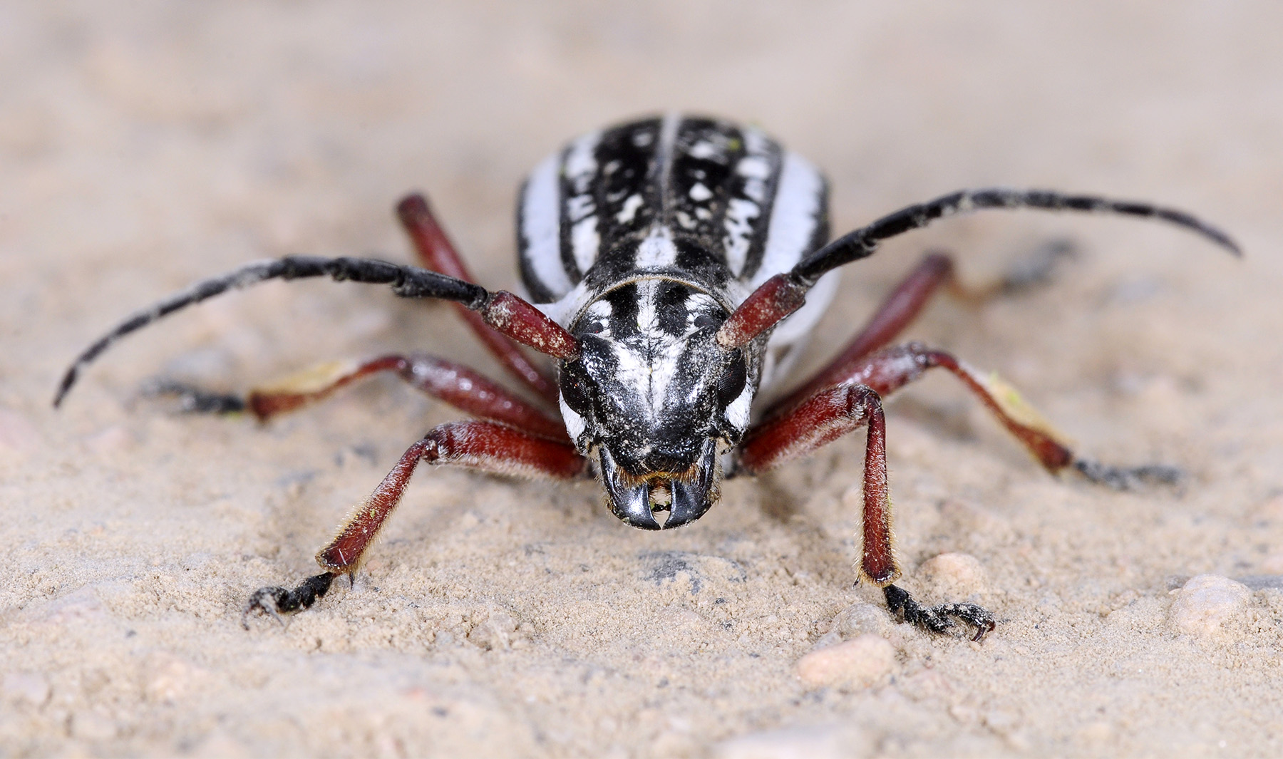 Dorcadion pantherinum desertum