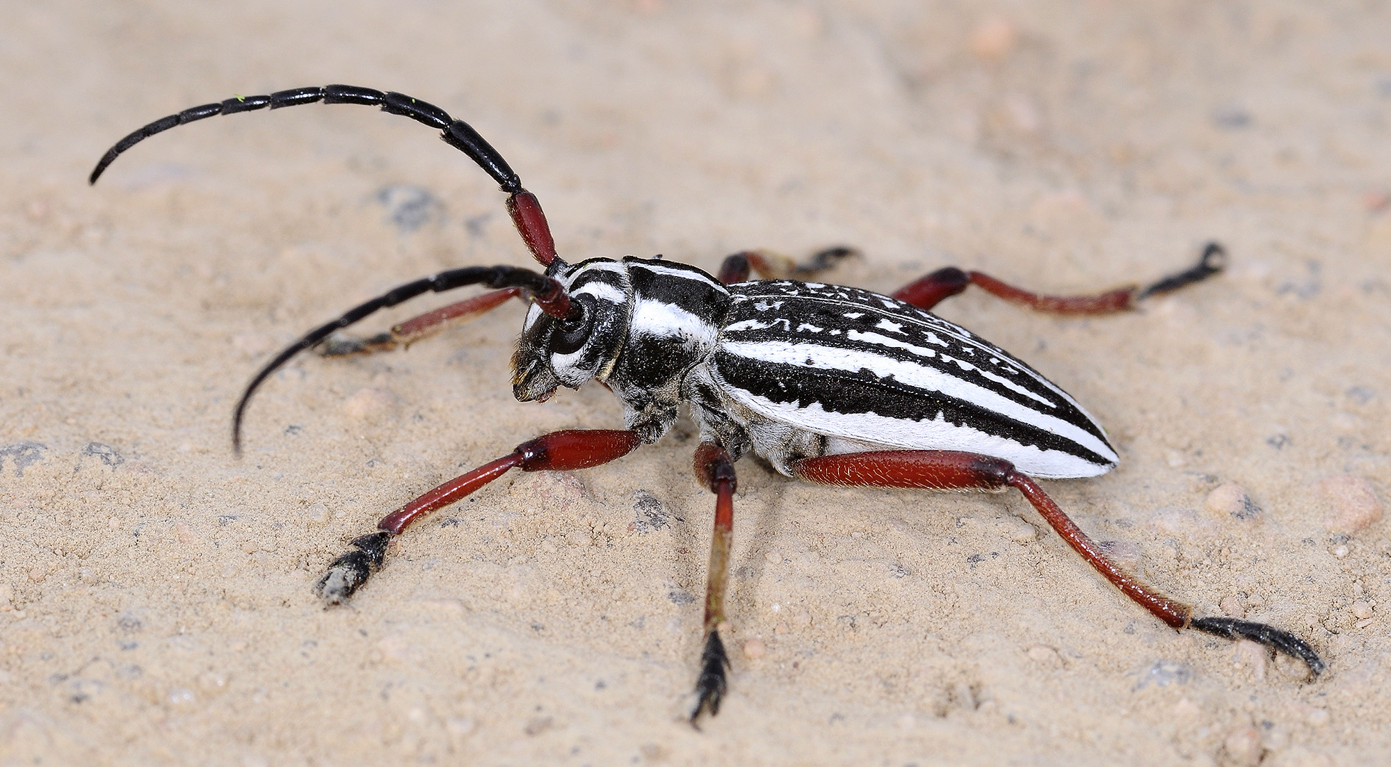 Dorcadion pantherinum desertum