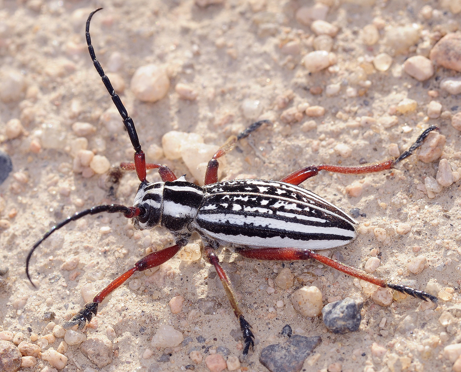 Dorcadion pantherinum desertum