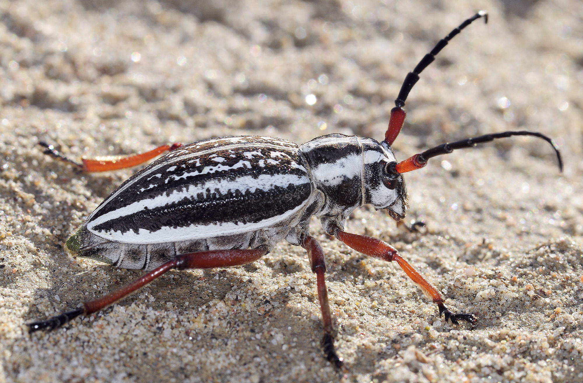 Dorcadion pantherinum pantherinum