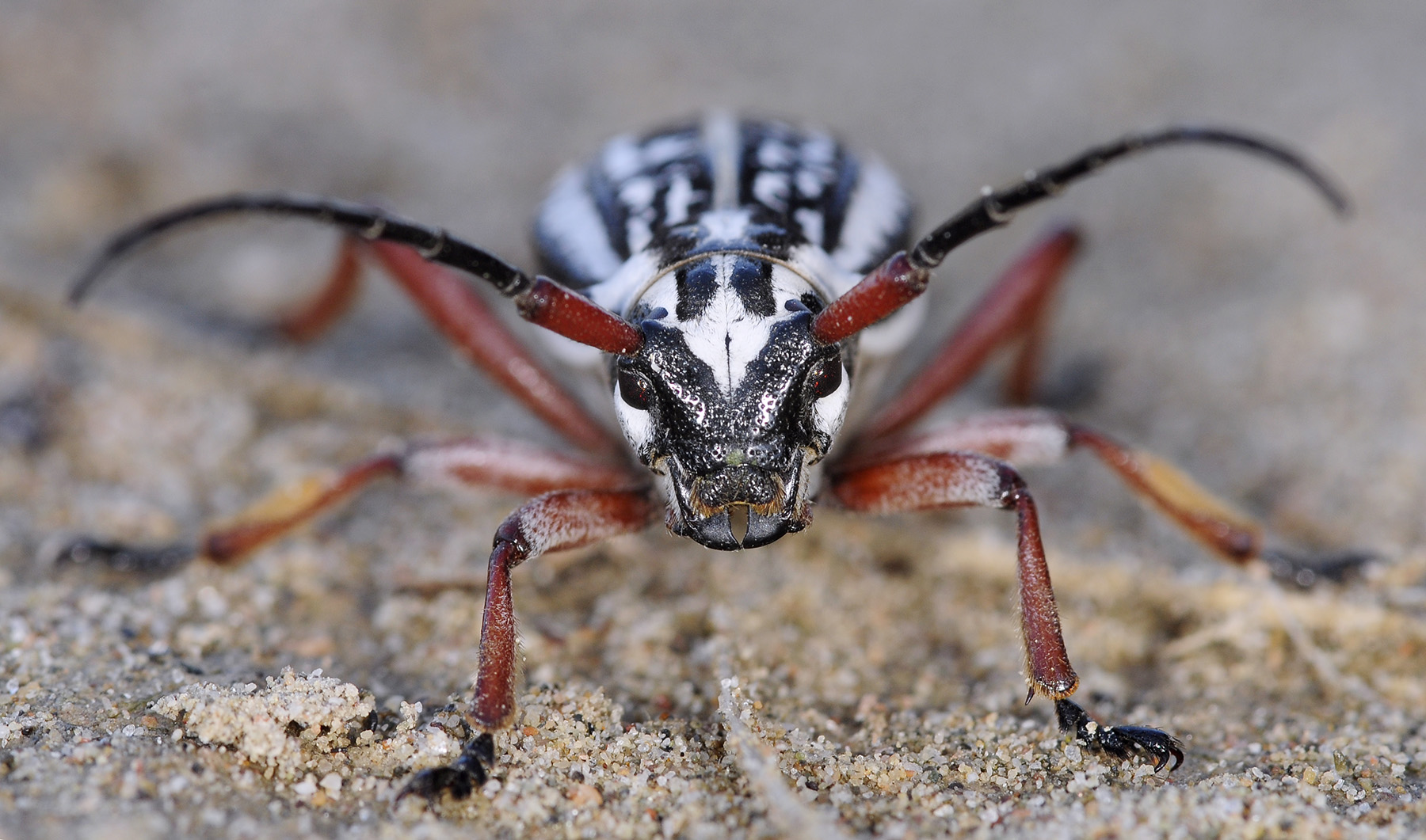 Dorcadion pantherinum pantherinum