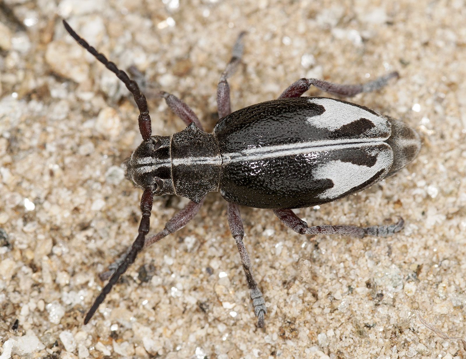 Dorcadion purkynei