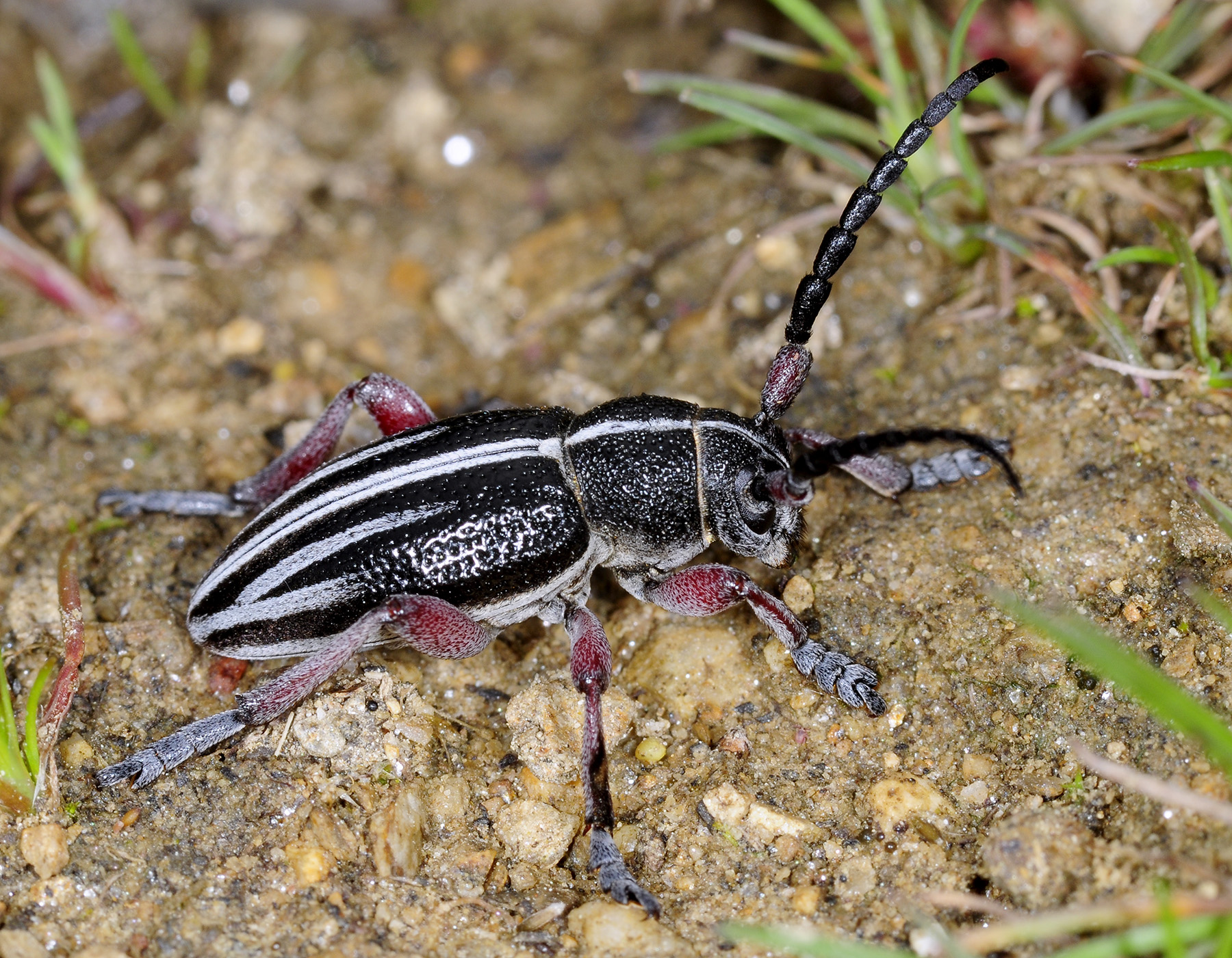 Dorcadion regulare sapkaianum