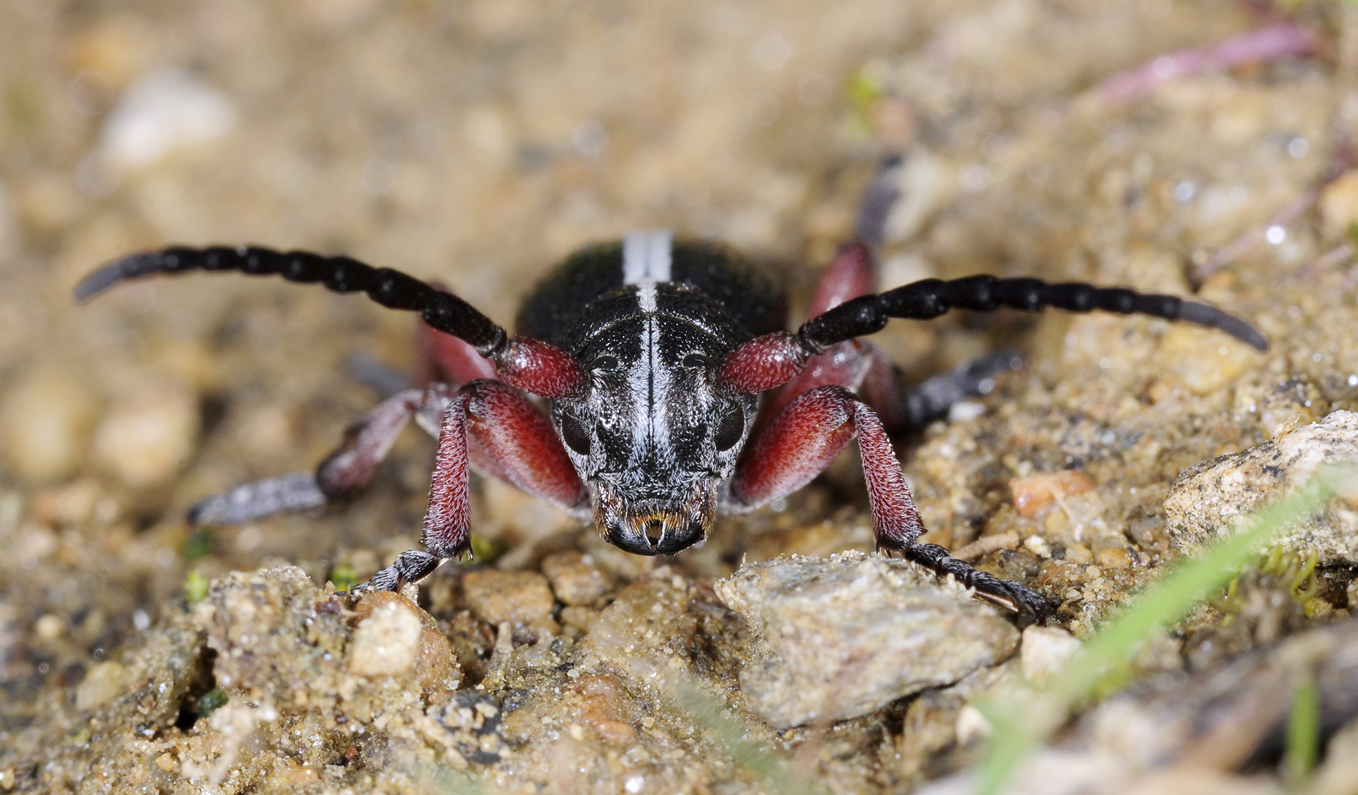 Dorcadion regulare sapkaianum