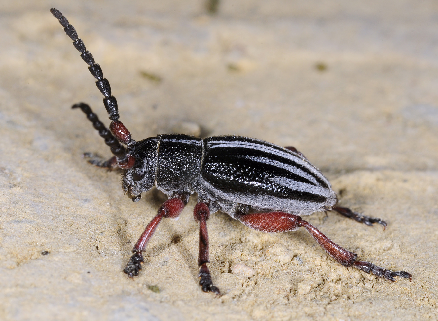 Dorcadion regulare sapkaianum