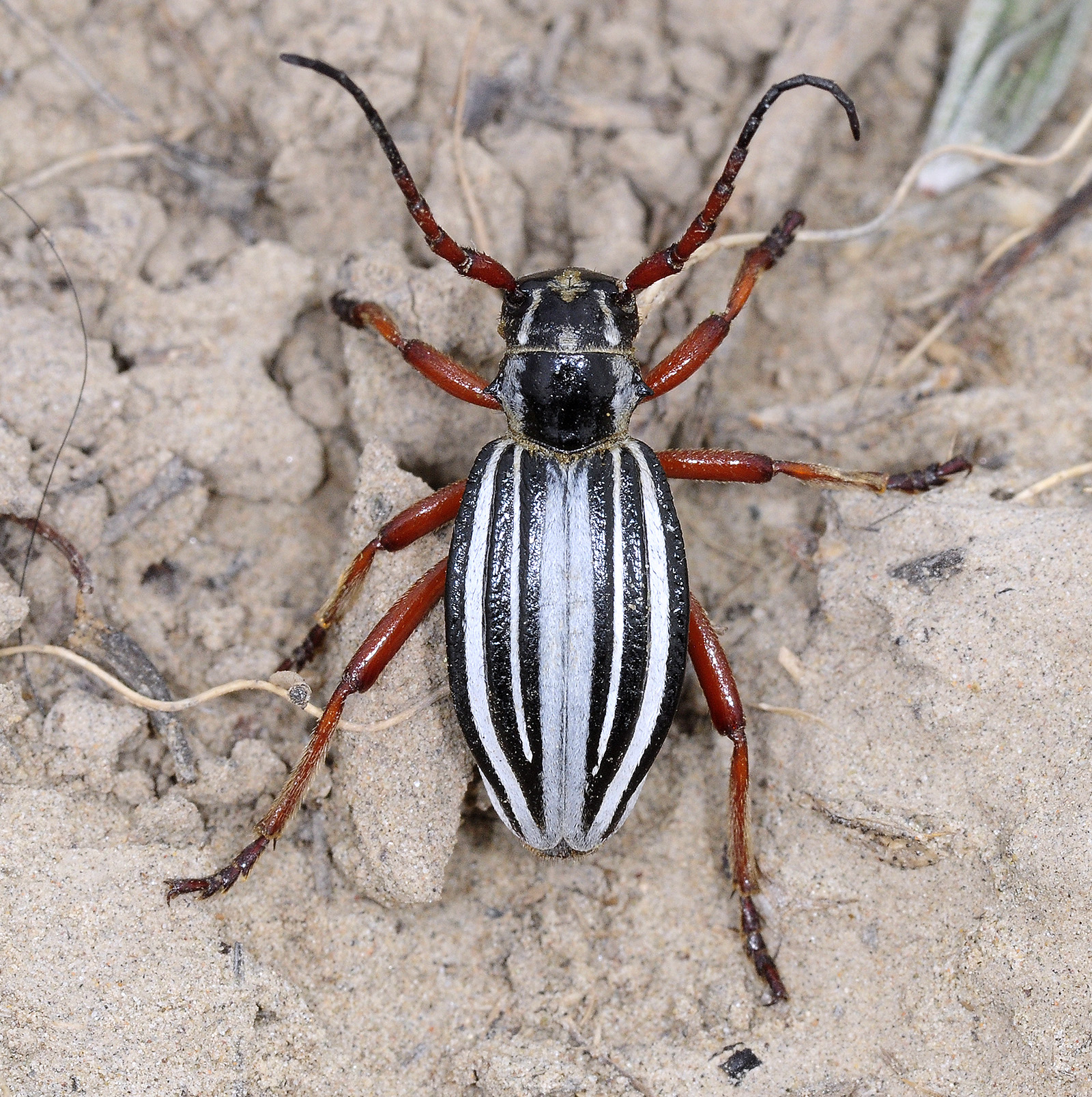 Dorcadion ribbei bobrovi