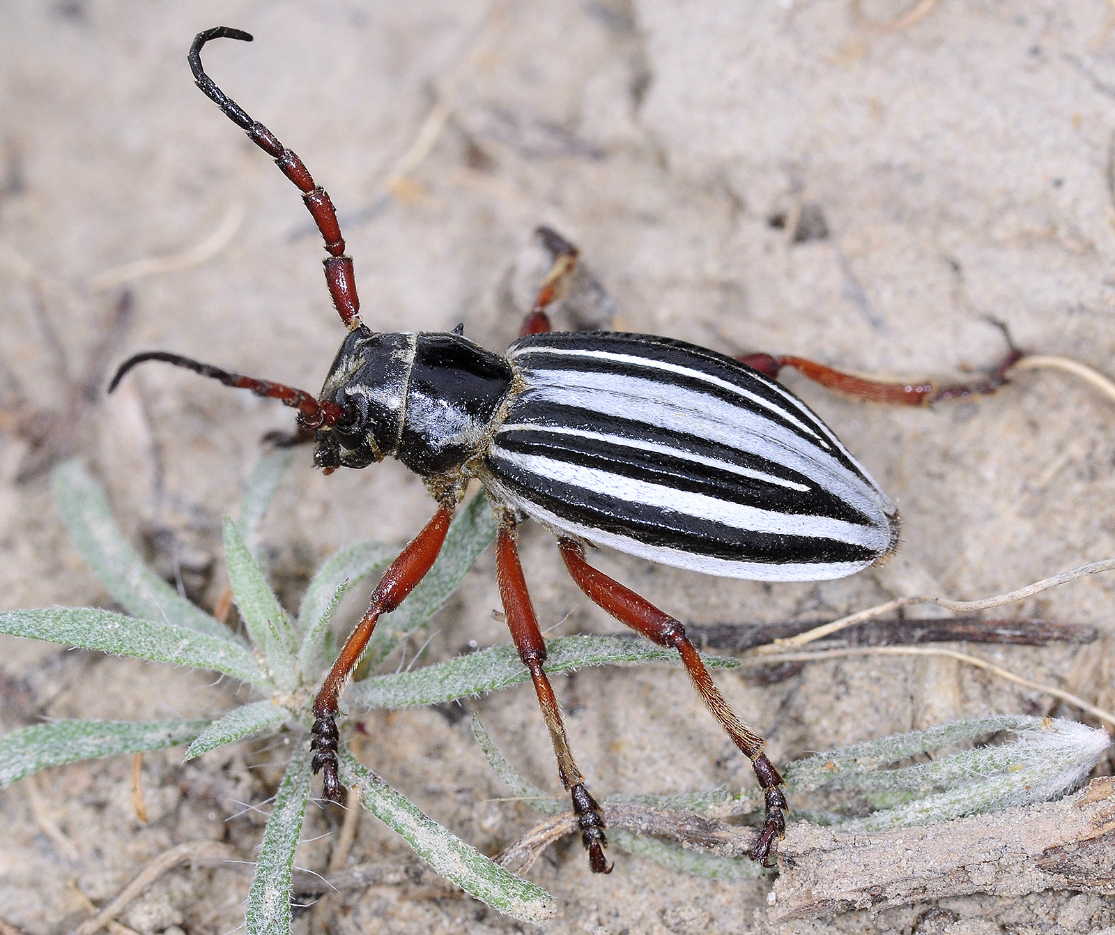 Dorcadion ribbei bobrovi