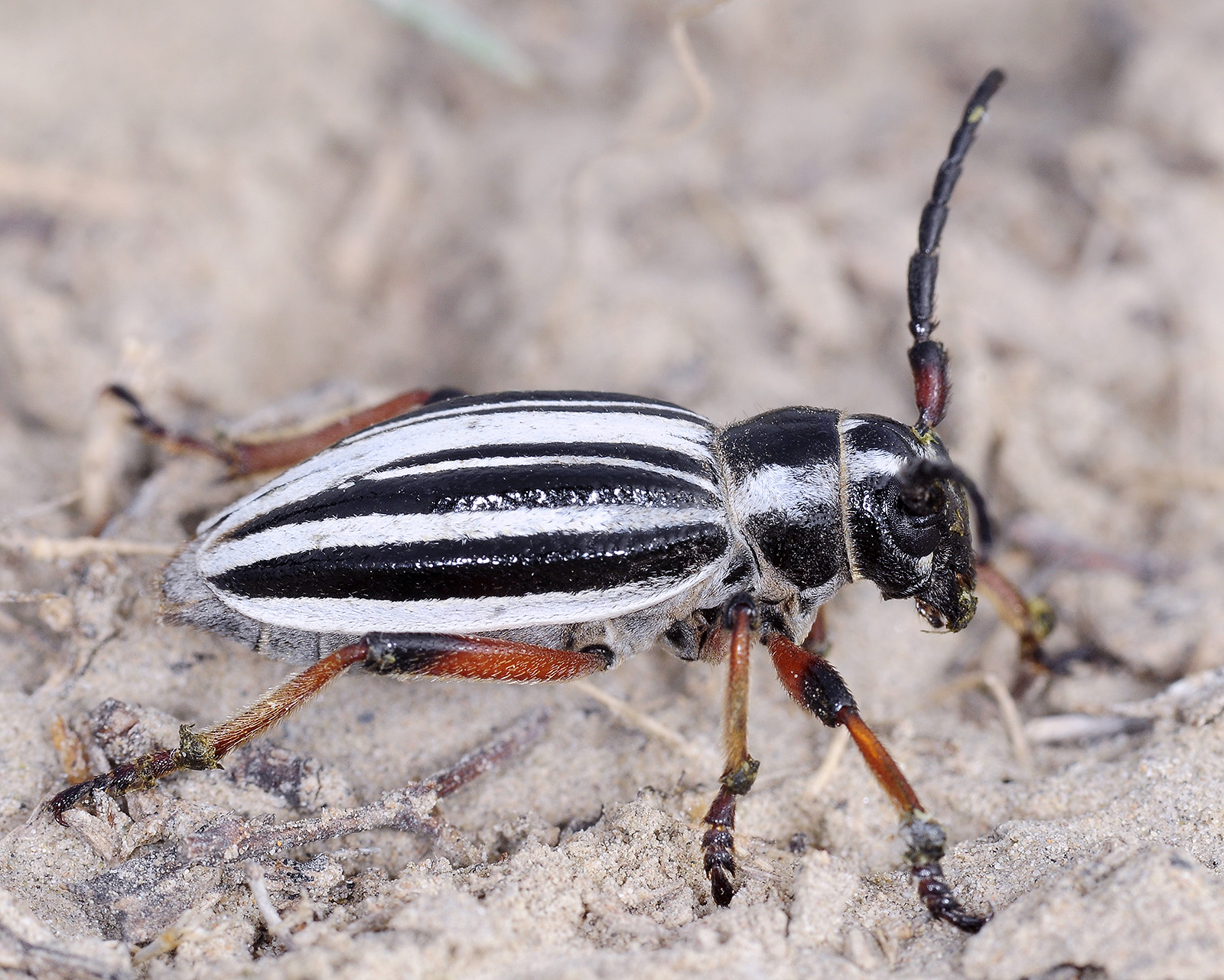 Dorcadion ribbei bobrovi