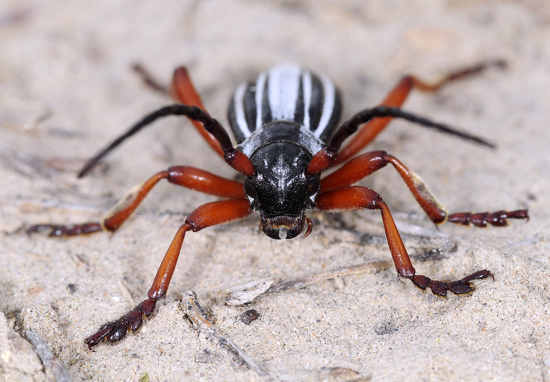 Dorcadion ribbei bobrovi