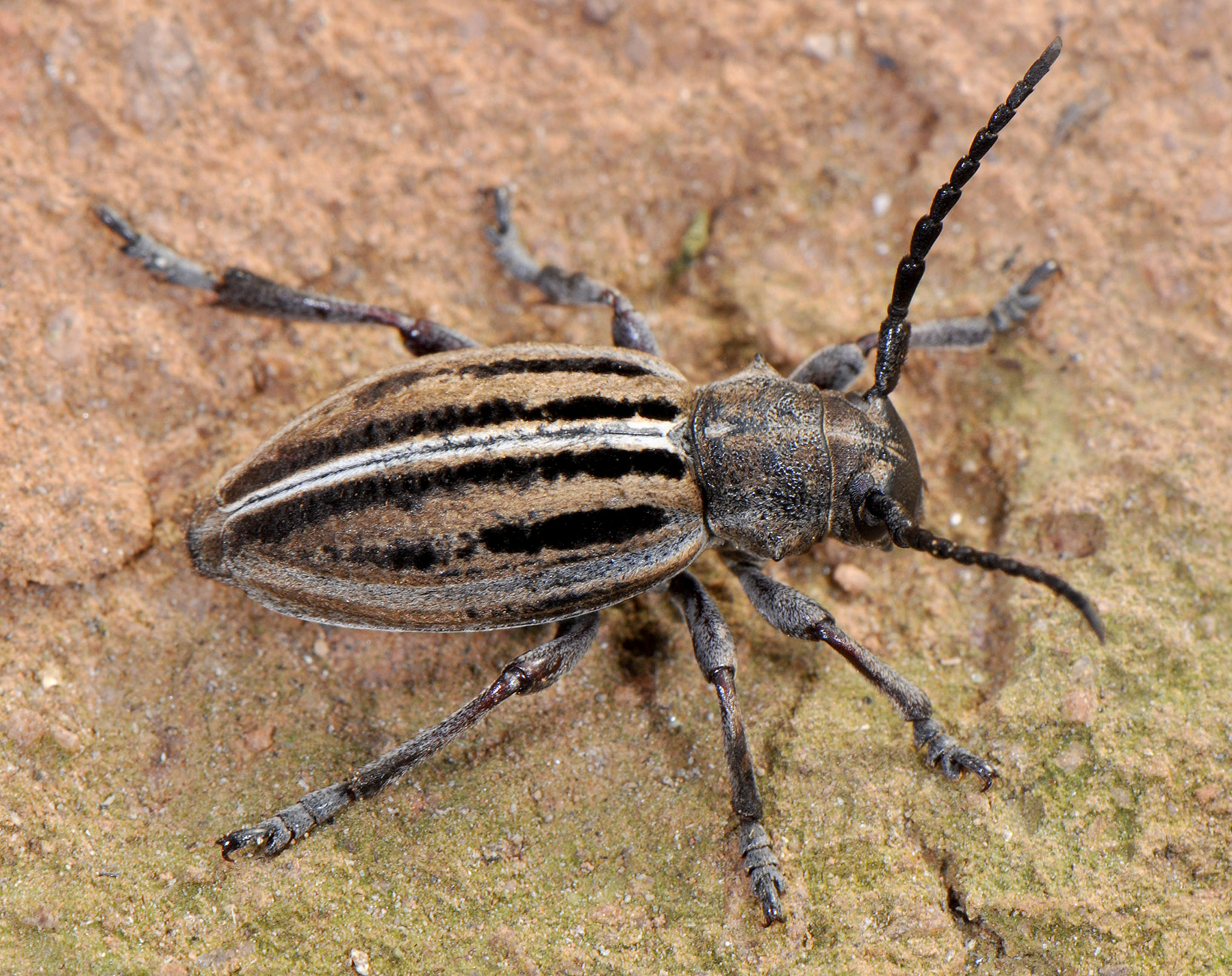 Dorcadion scabricolle shirakense