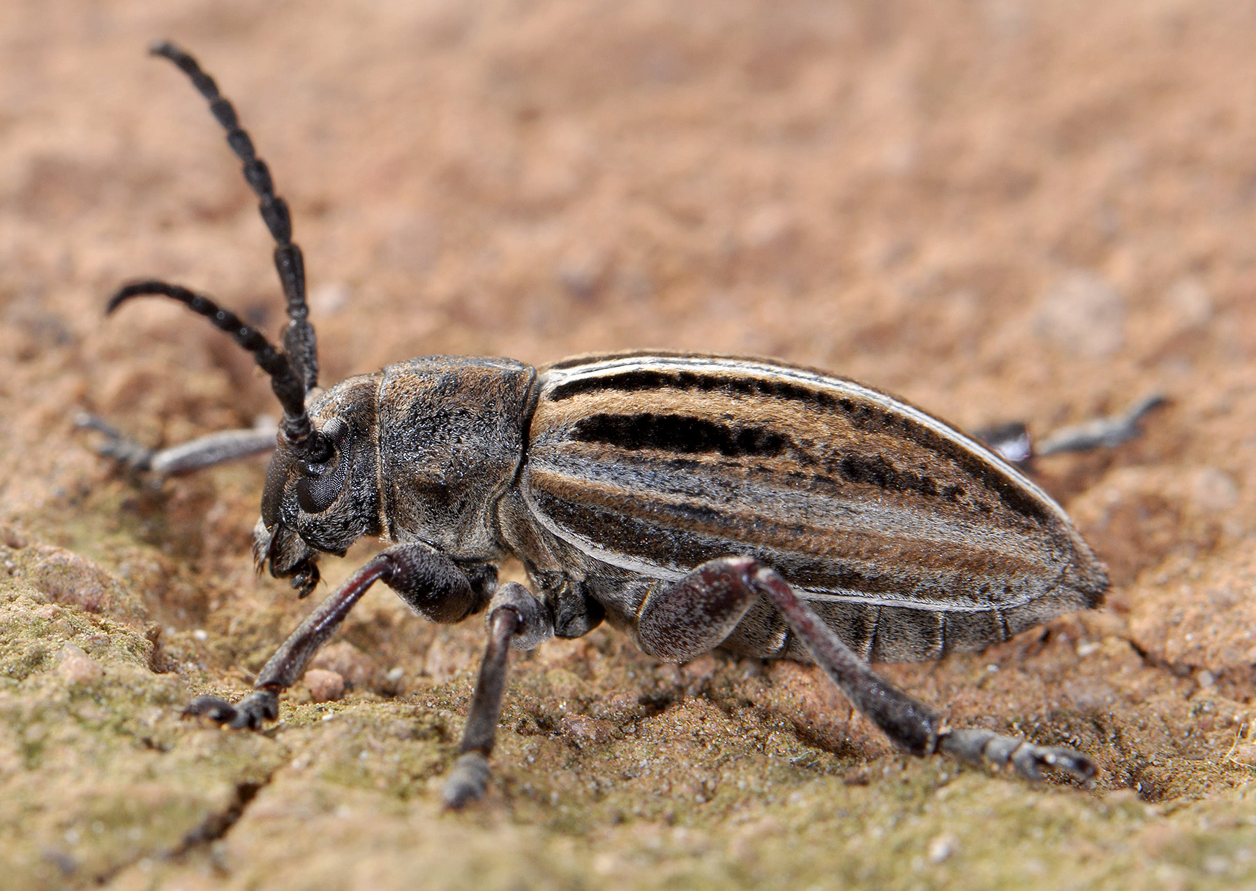 Dorcadion scabricolle shirakense