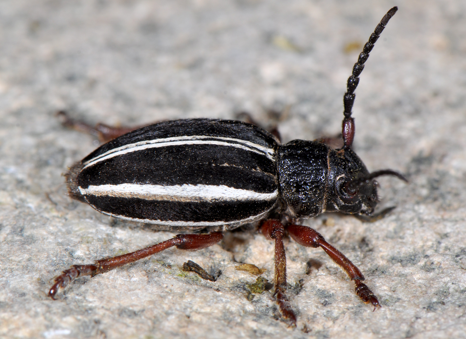 Dorcadion scabricolle pseudosevangense