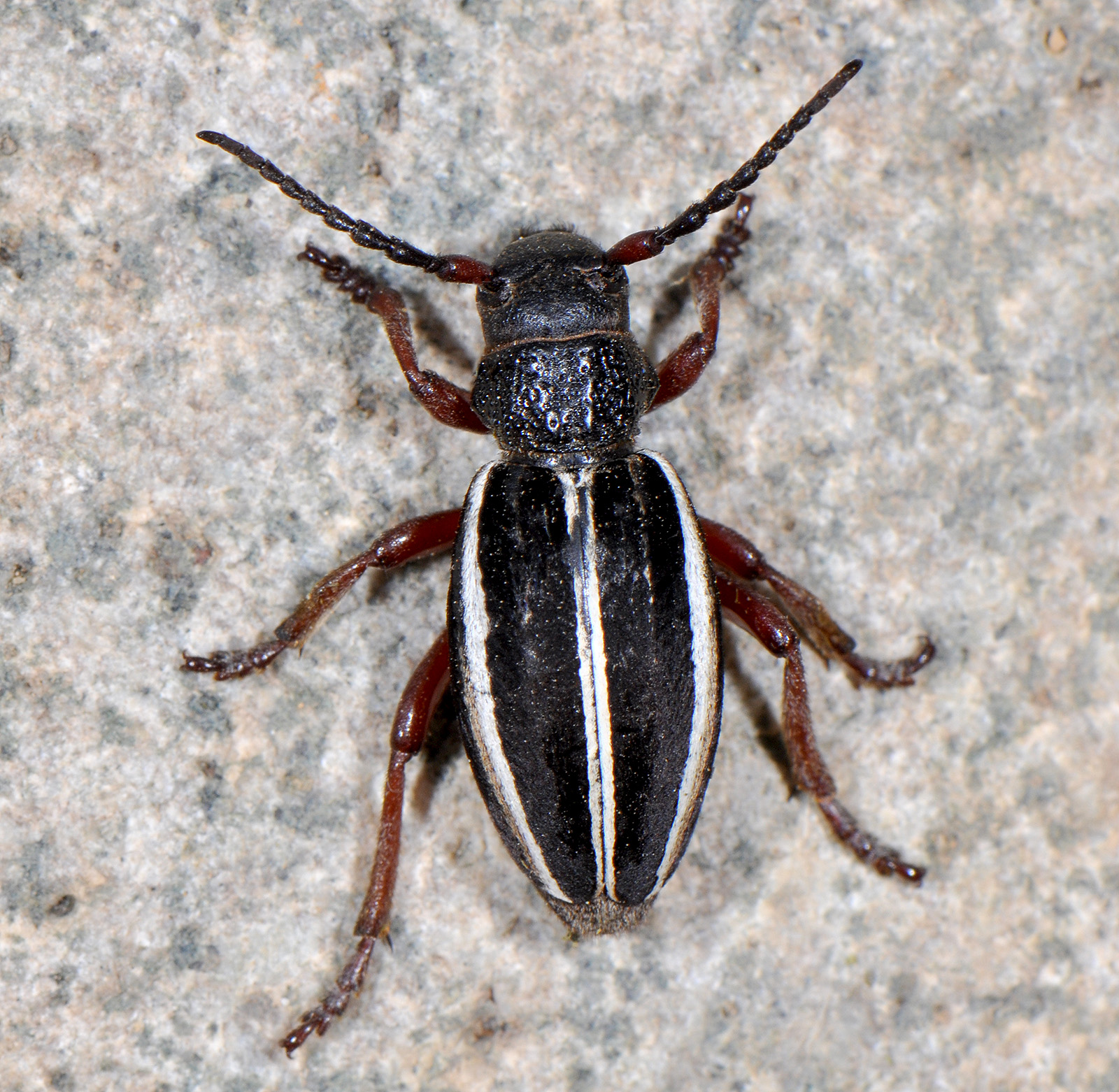 Dorcadion scabricolle pseudosevangense