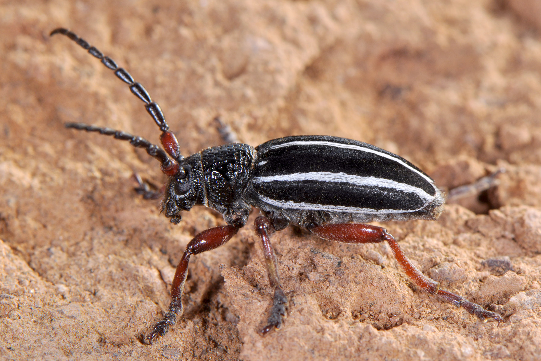 Dorcadion scabricolle shirakense