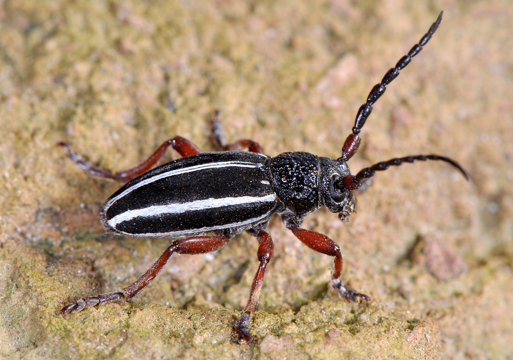 Dorcadion scabricolle shirakense