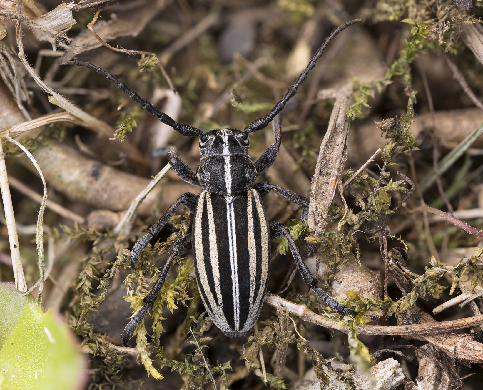 Dorcadion scopolii