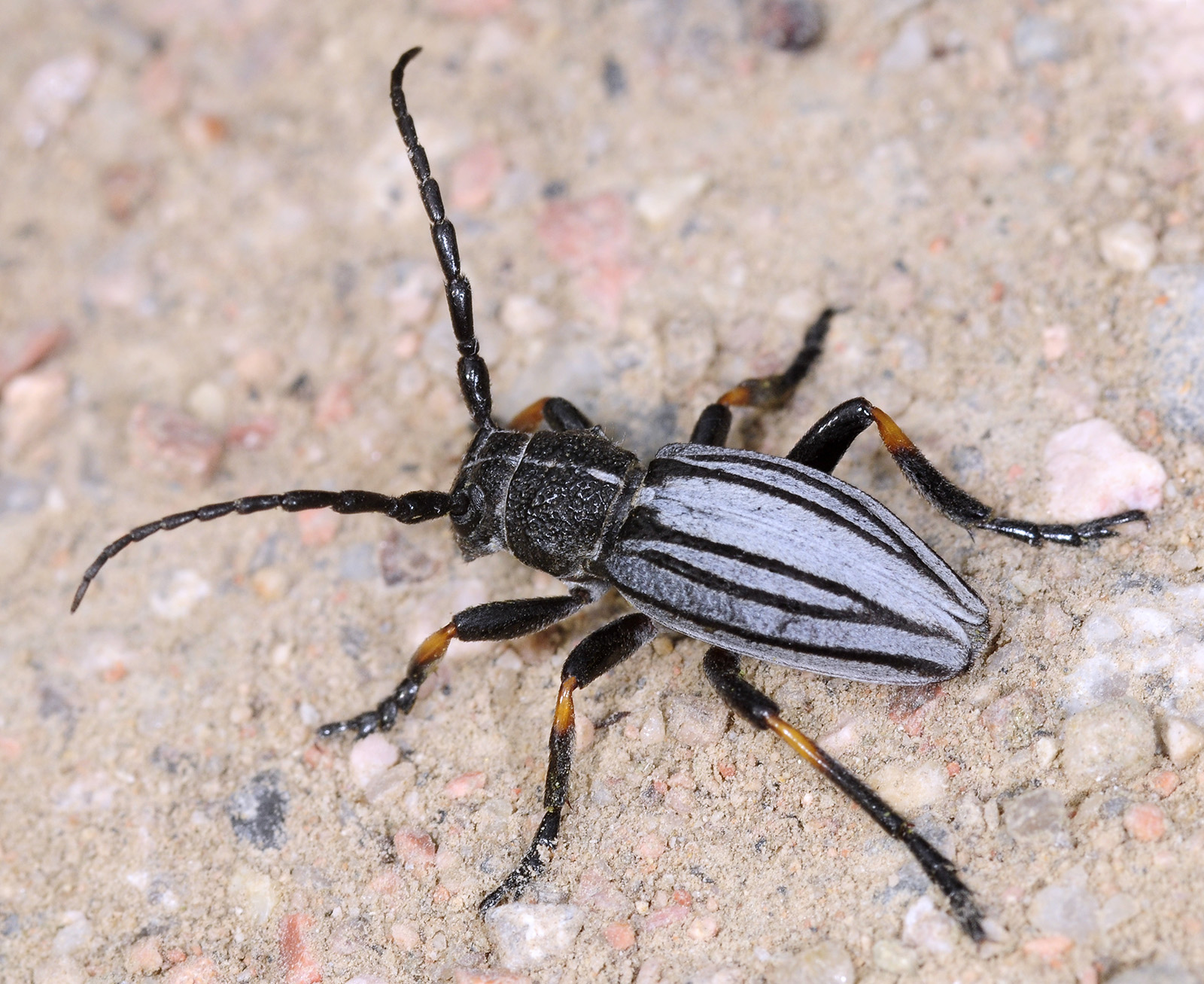 Dorcadion semenovi semenovi