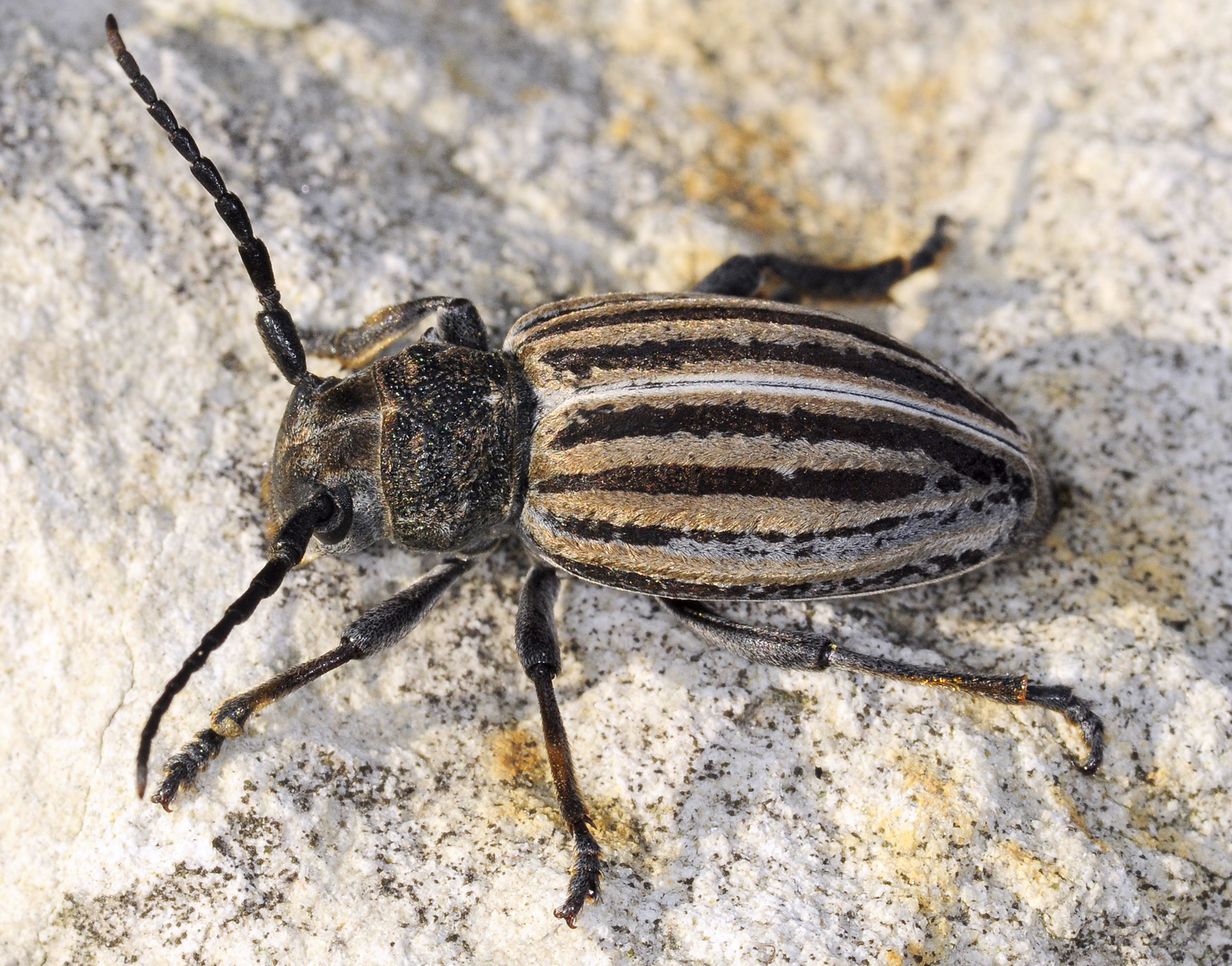 Dorcadion striolatum 