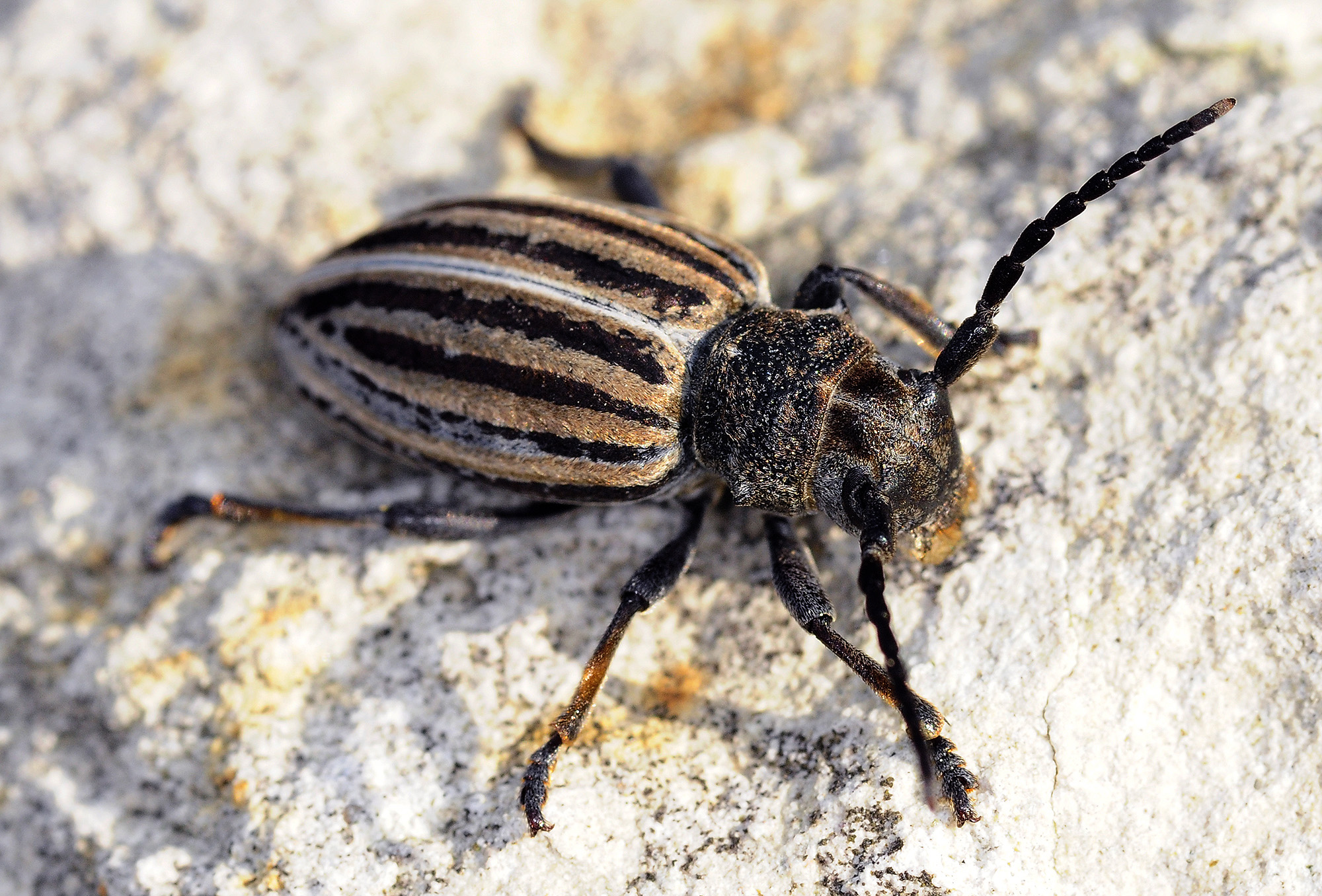 Dorcadion striolatum 