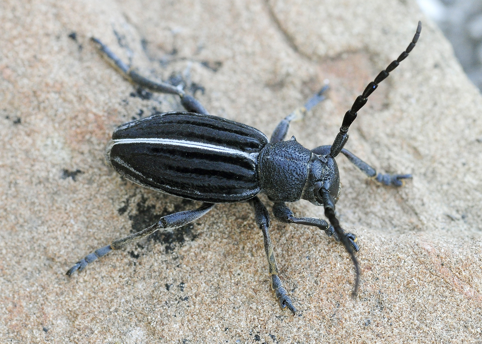 Dorcadion striolatum 