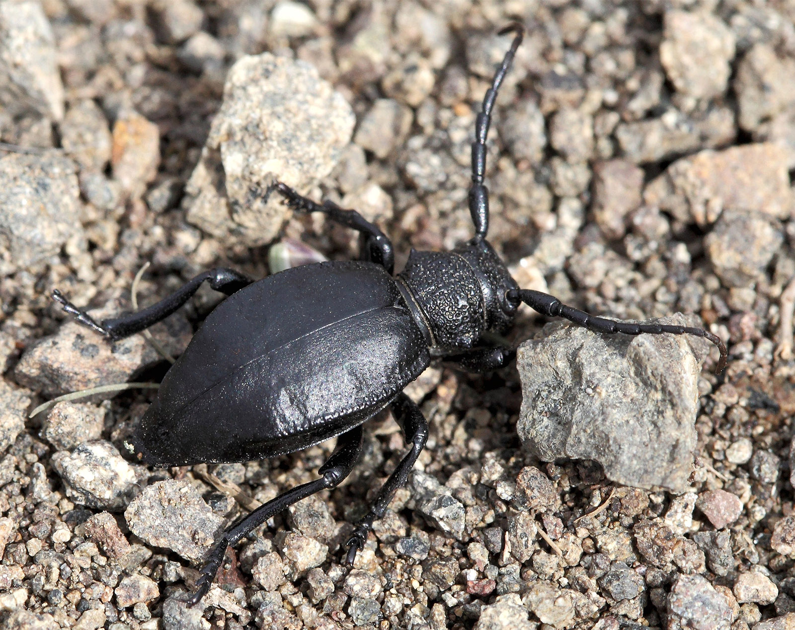 Dorcadion talyschense talyschense