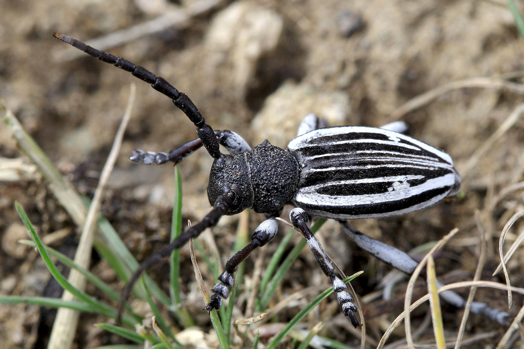 Dorcadion talyschense talyschense