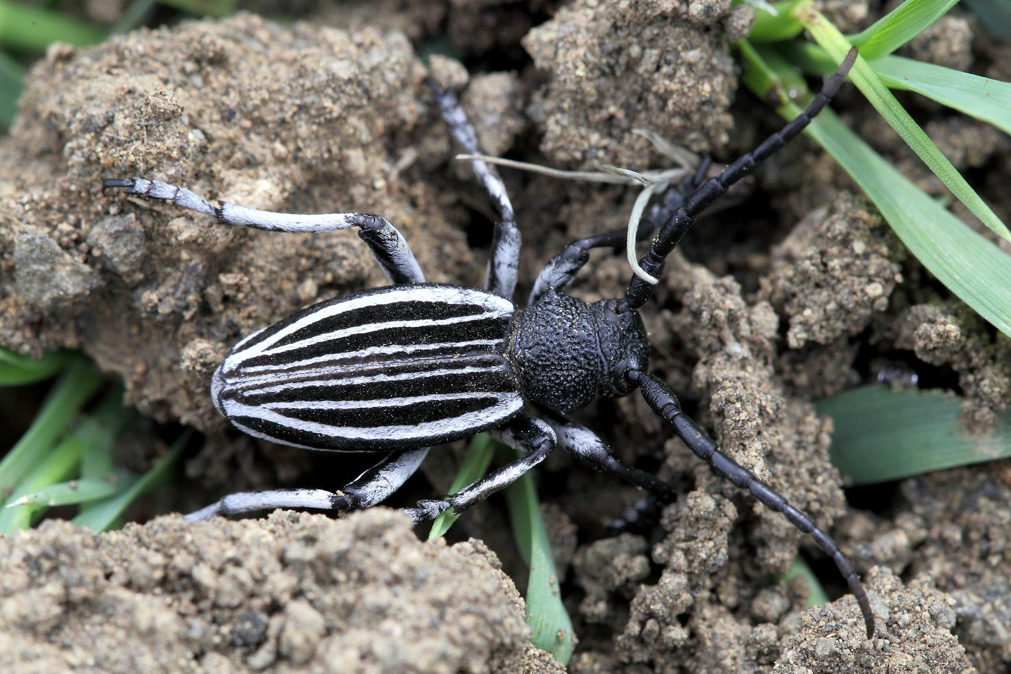 Dorcadion talyschense talyschense