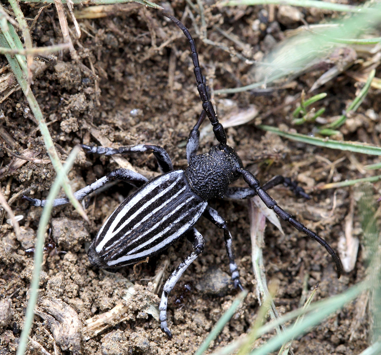 Dorcadion talyschense talyschense