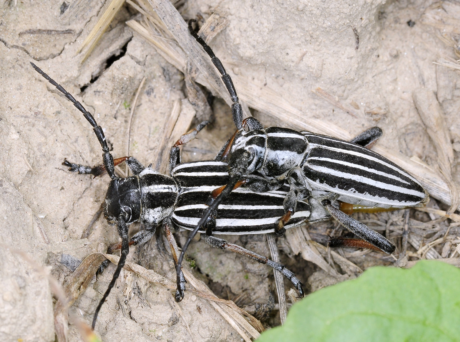 Dorcadion unidiscale