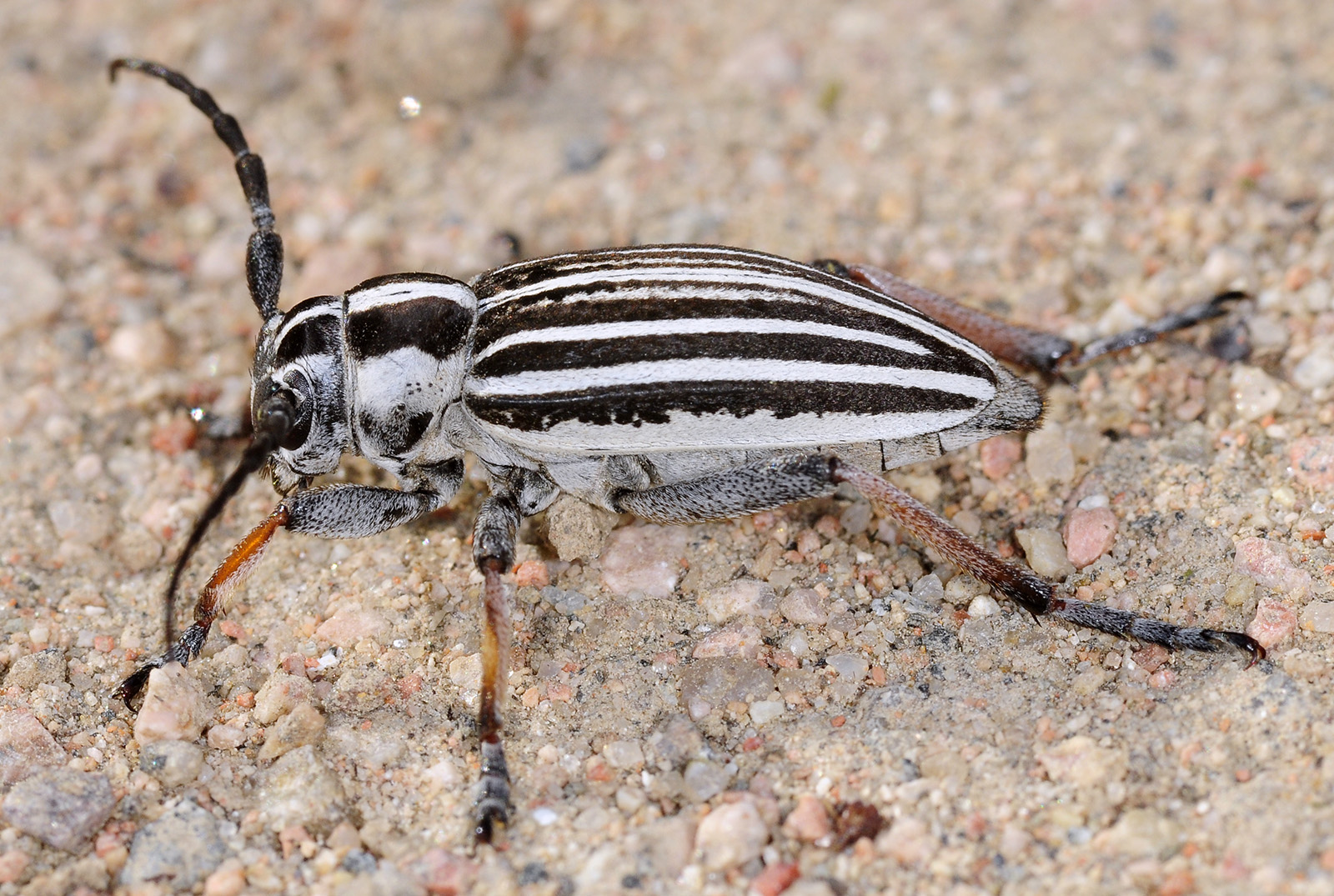 Dorcadion unidiscale