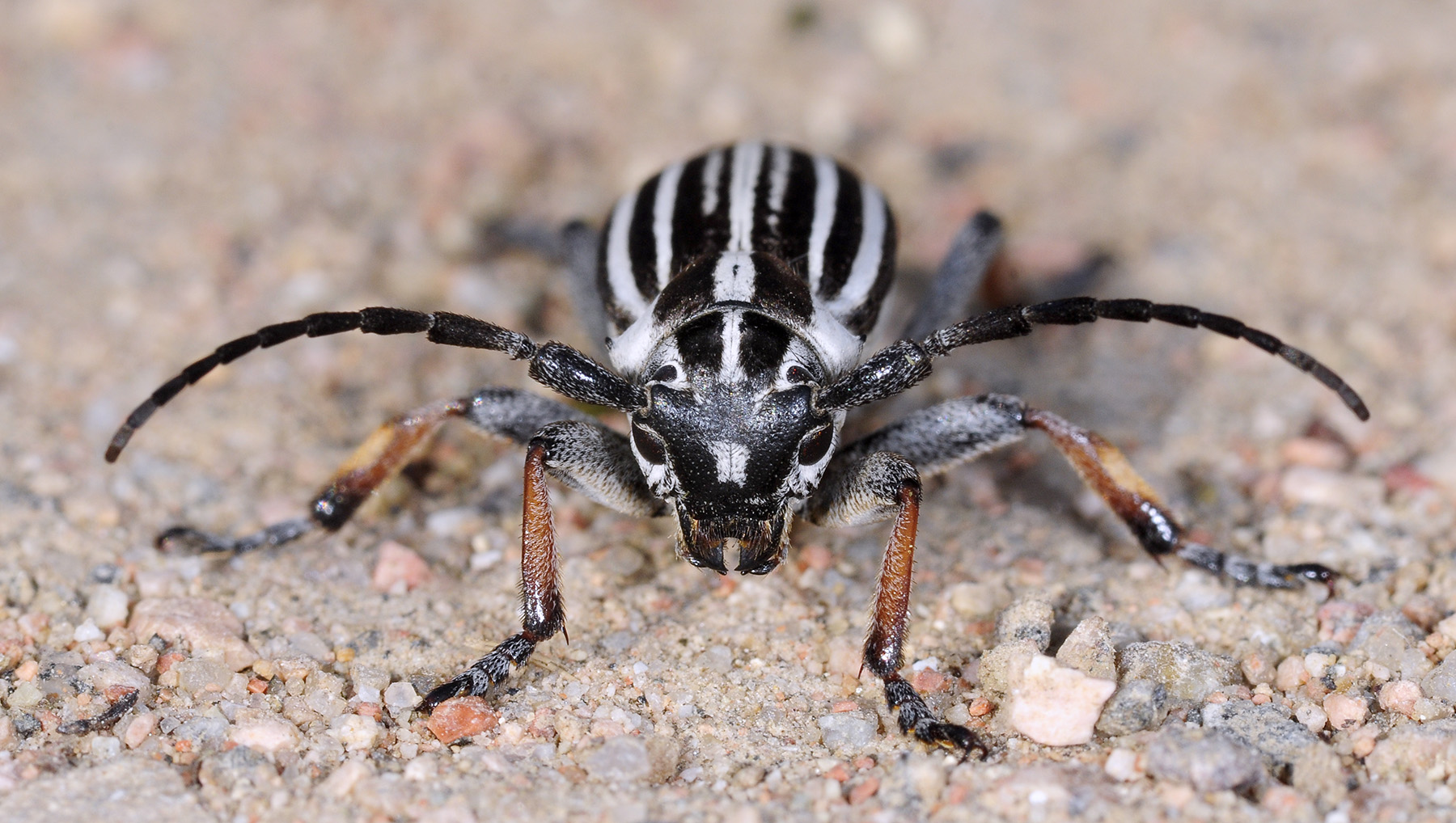 Dorcadion unidiscale