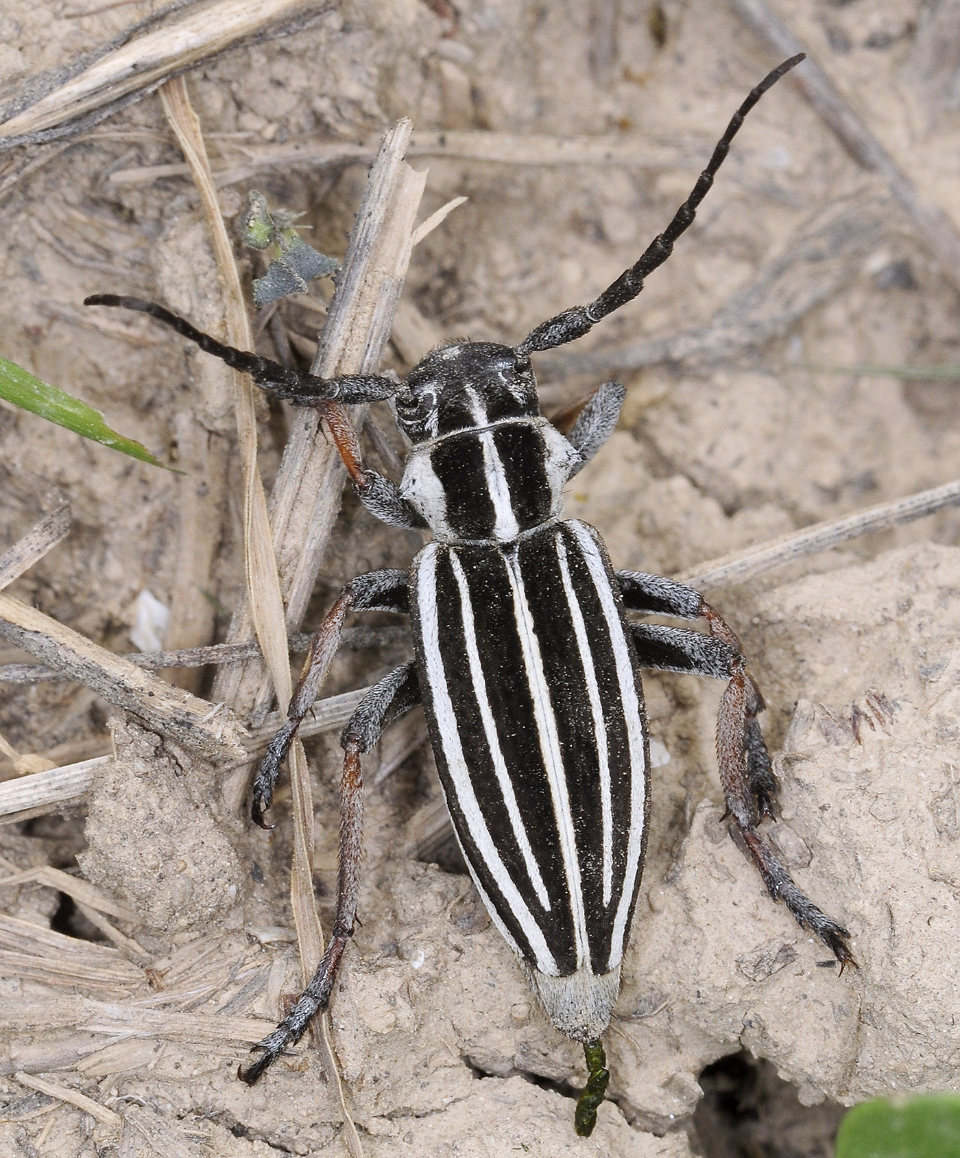 Dorcadion unidiscale