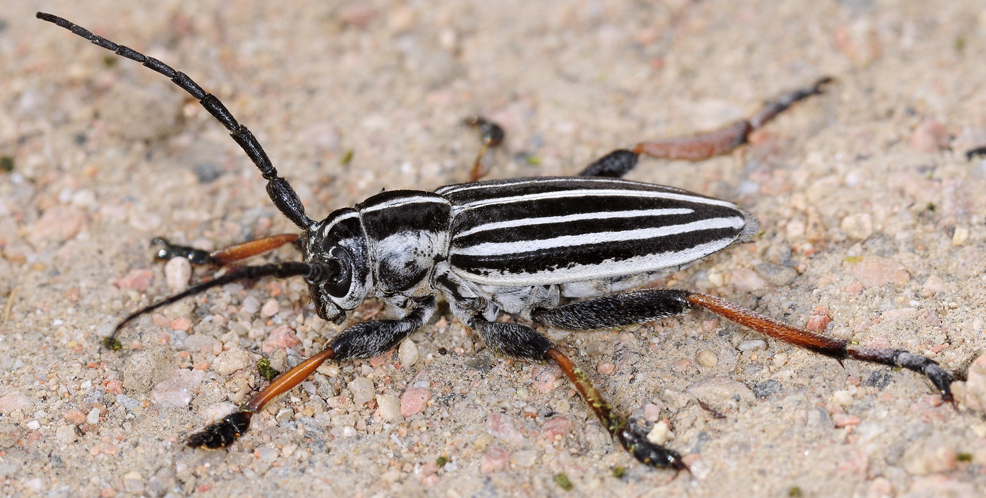 Dorcadion unidiscale