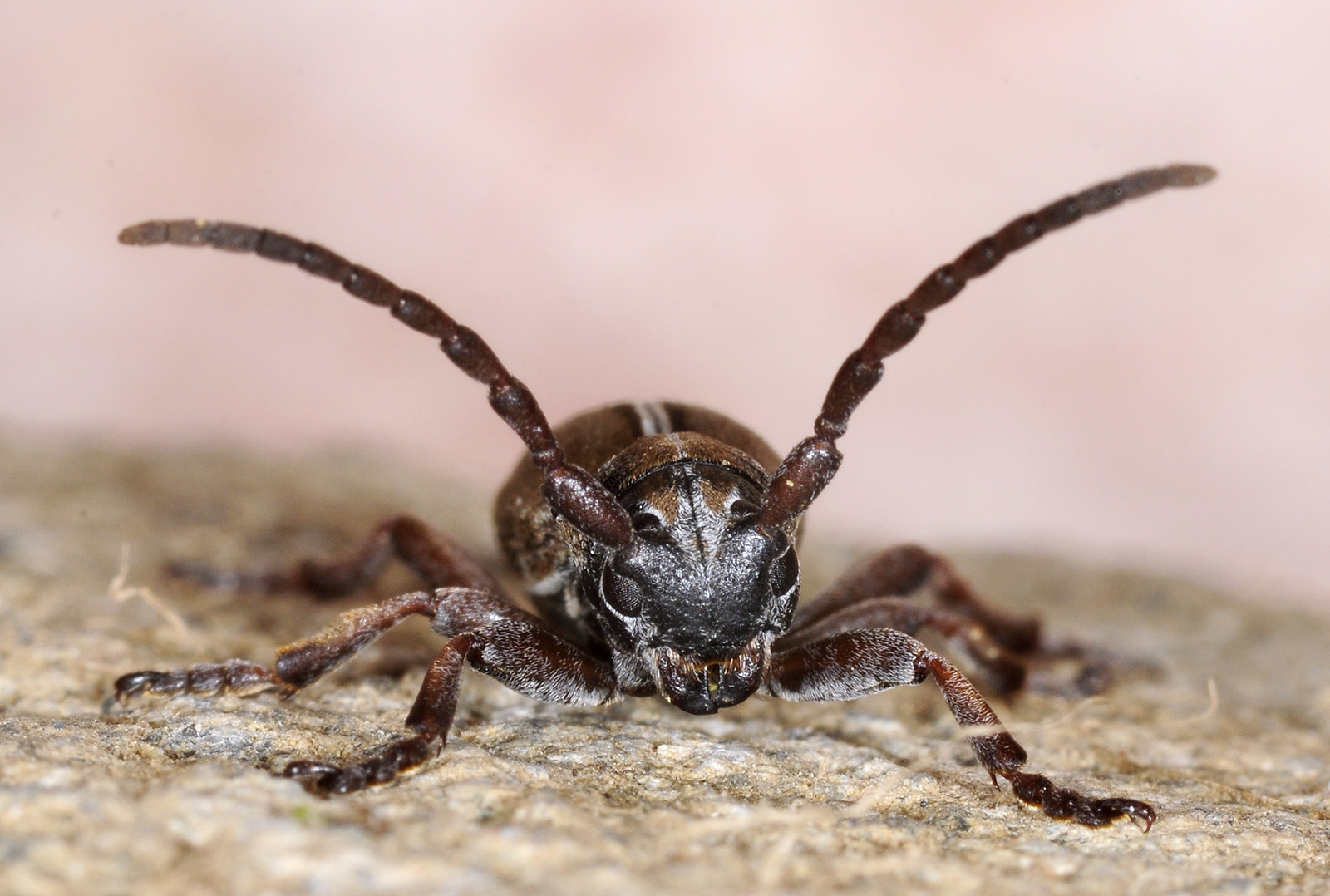 Dorcadion xerophilum