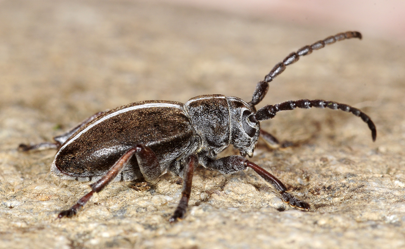 Dorcadion xerophilum